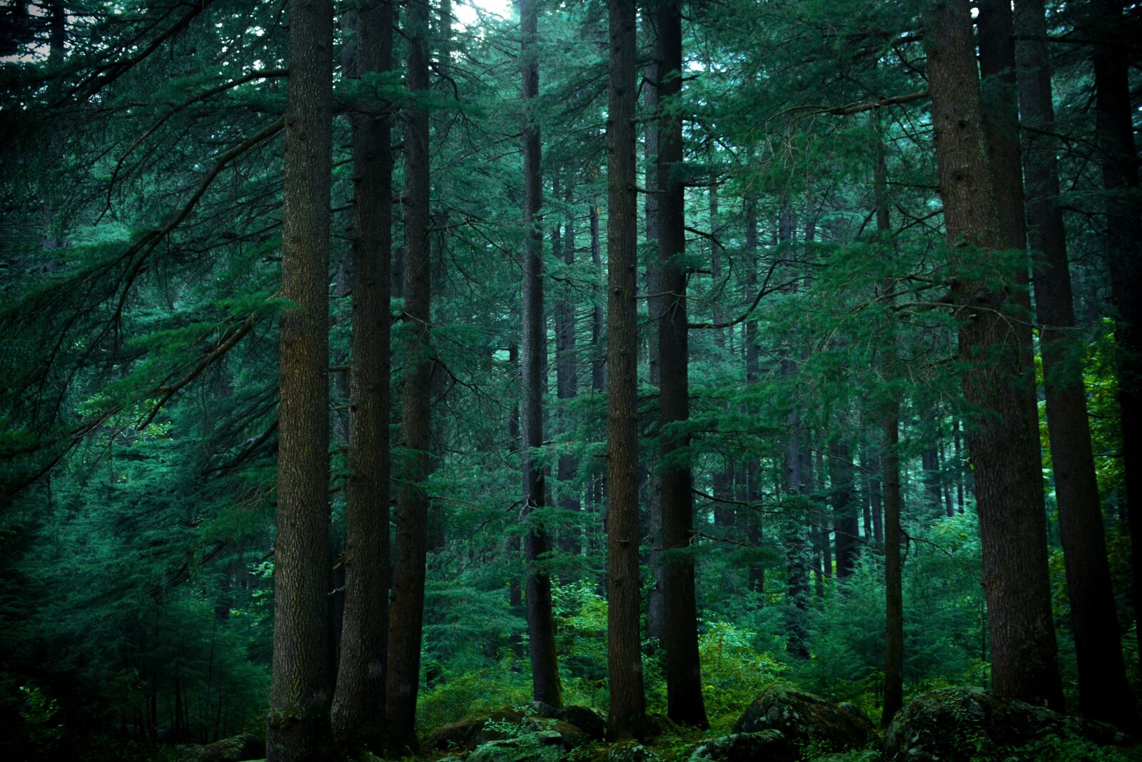 Nikon D5200 sample photo. Forest, nature, naturephotography photography