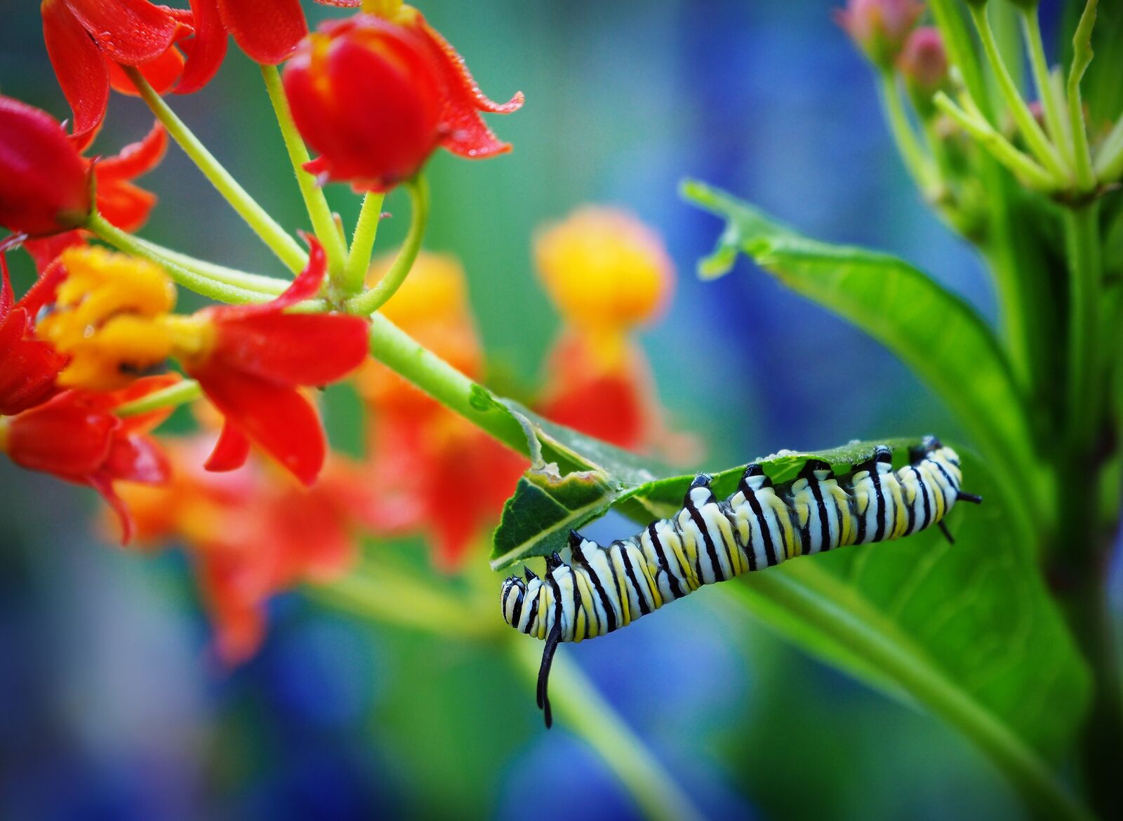 Olympus OM-D E-M10 II sample photo. Insect, nature, flower photography