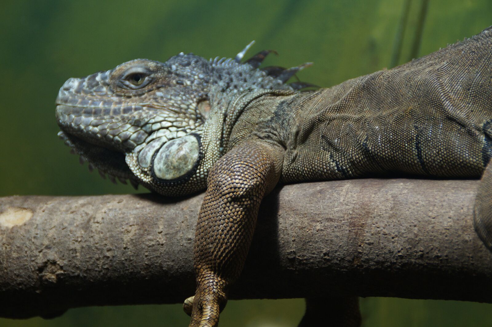 Sony SLT-A58 sample photo. Iguana, dragon, reptile photography