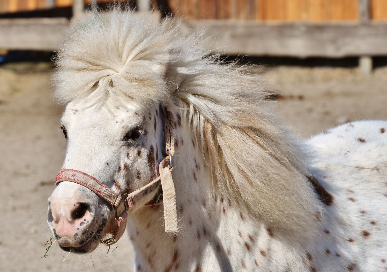 Nikon D7200 sample photo. Pony, horse, cute photography
