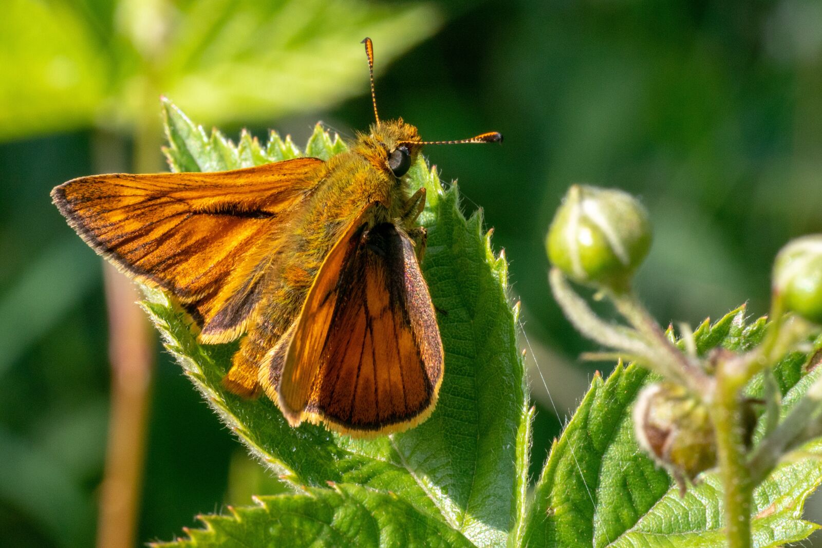 Nikon 1 J5 sample photo. Skipper, insect, butterfly photography