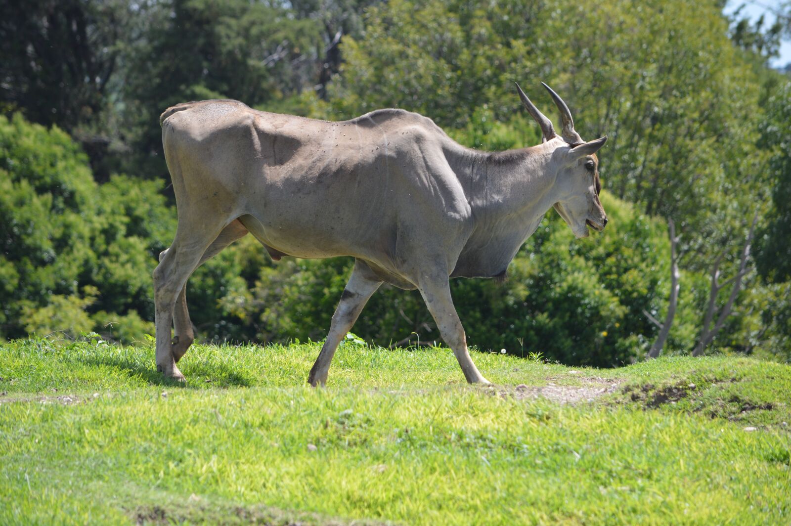 Nikon D3200 sample photo. Wild, zoo, mammal photography