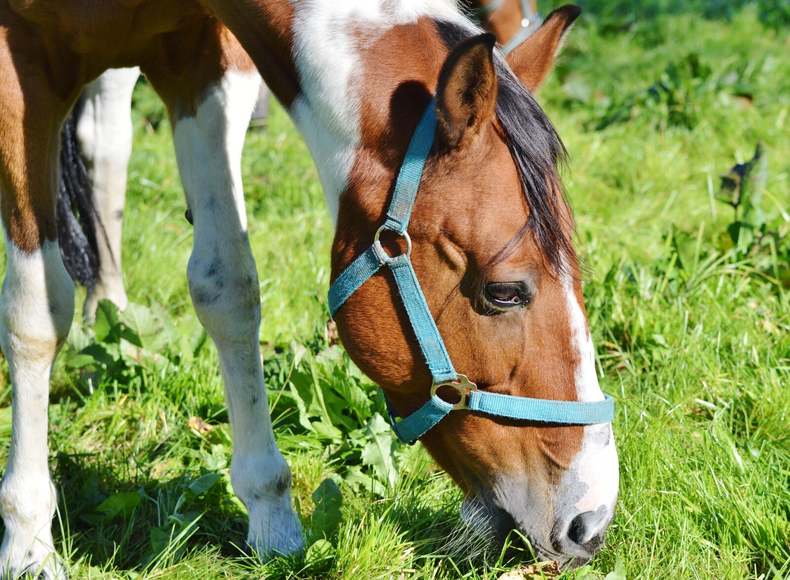Nikon D3200 sample photo. Horse, ride, reiter photography