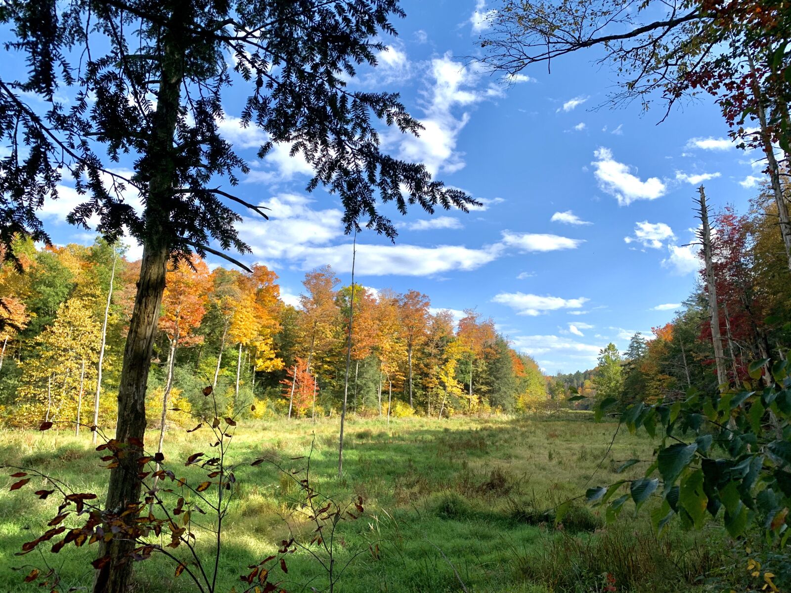 iPhone XS back dual camera 4.25mm f/1.8 sample photo. Fall, nature, trees photography