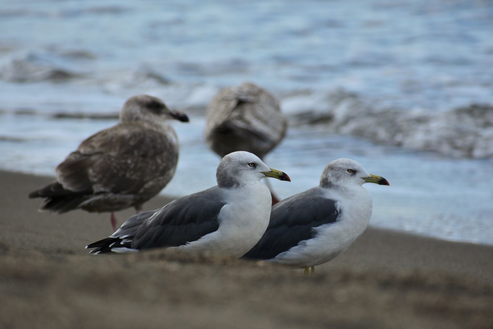 Nikon D7200 sample photo. Animal, sea, beach photography