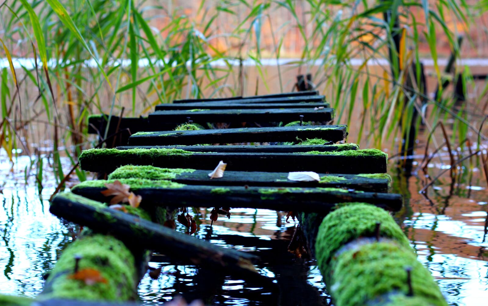 Canon EOS 60D + Canon EF 50mm F1.8 II sample photo. Bridge, moss, lake photography