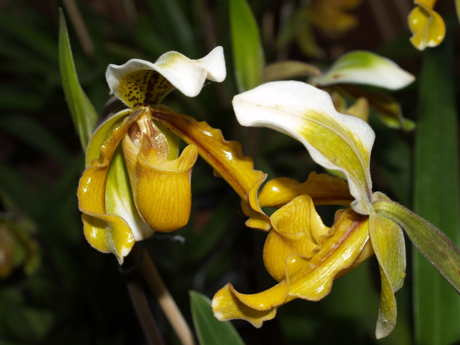 Olympus E-300 (EVOLT E-300) sample photo. Orchid, flower, bright photography