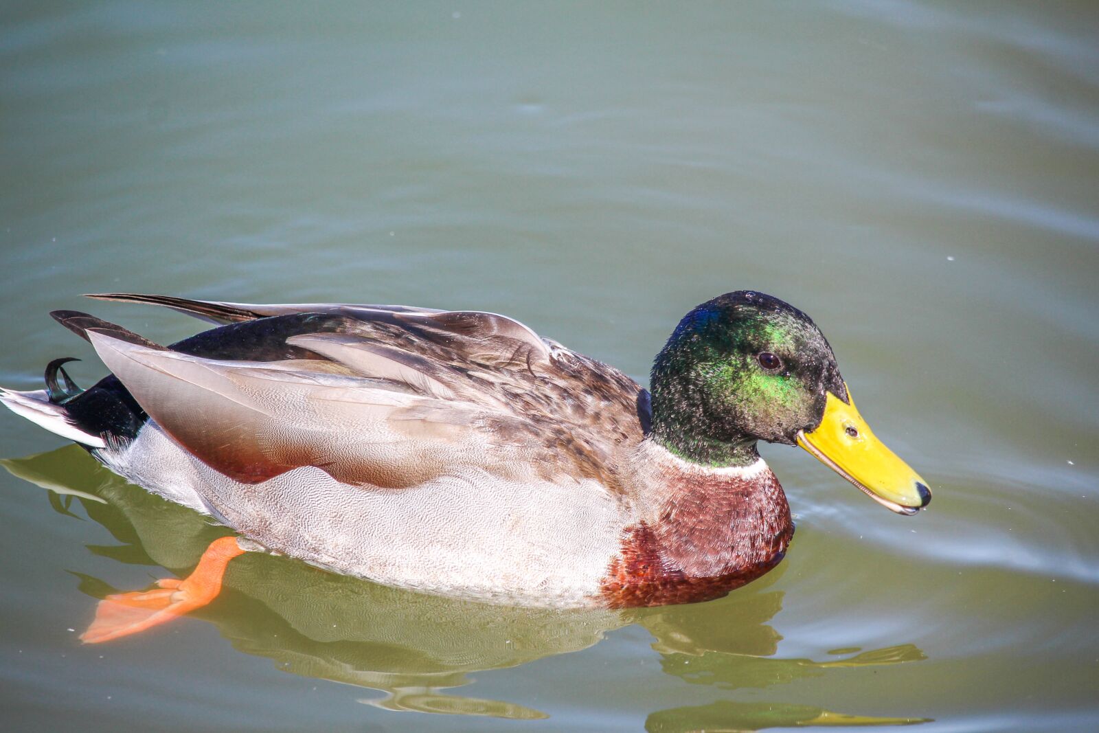 Canon EOS 700D (EOS Rebel T5i / EOS Kiss X7i) sample photo. Duck, bird, pool photography