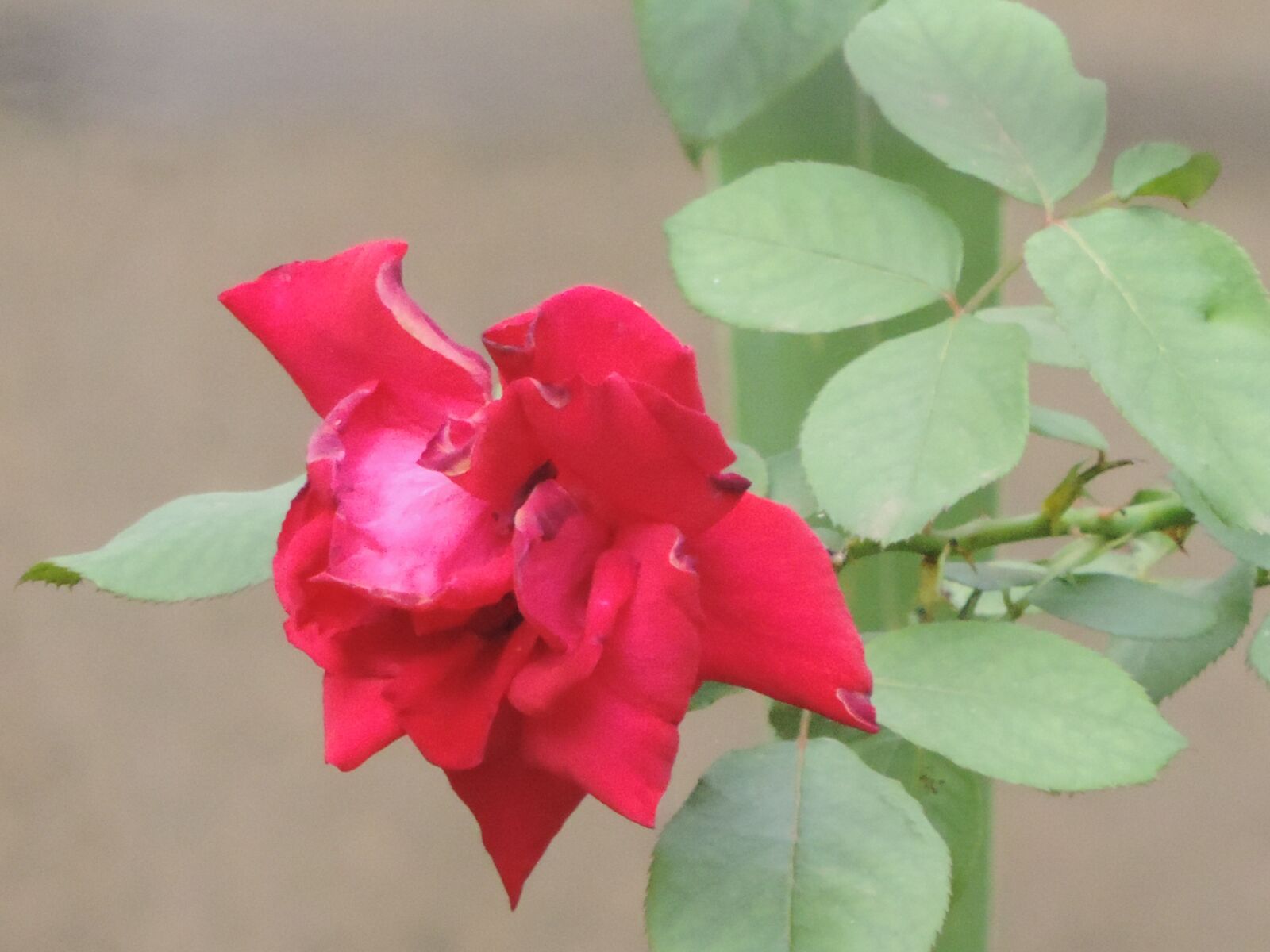 Nikon Coolpix P520 sample photo. Flower, rosa, flowers photography