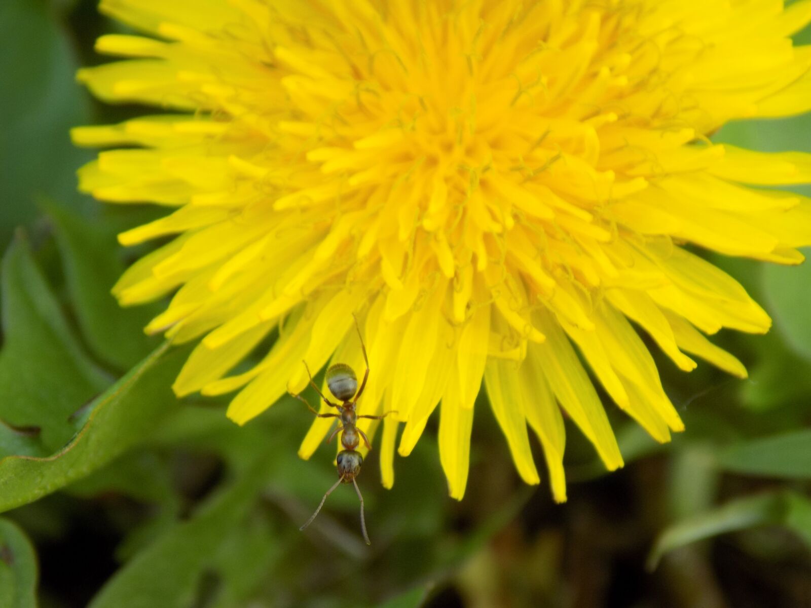Nikon COOLPIX L330 sample photo. Dandelion, ant, macro photography