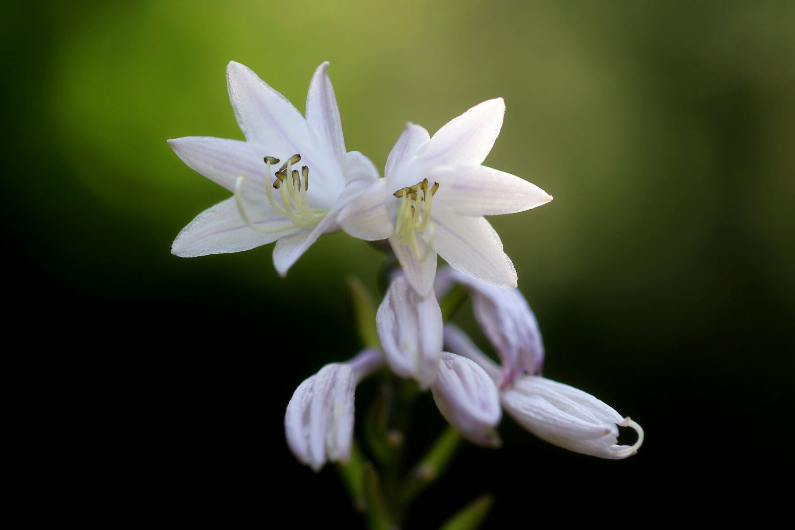 Canon EOS 7D Mark II sample photo. Vivian chu, plants, nature photography