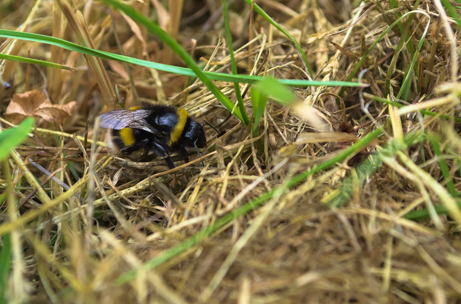 Nikon D3100 sample photo. Bee, insect nature, wildlife photography