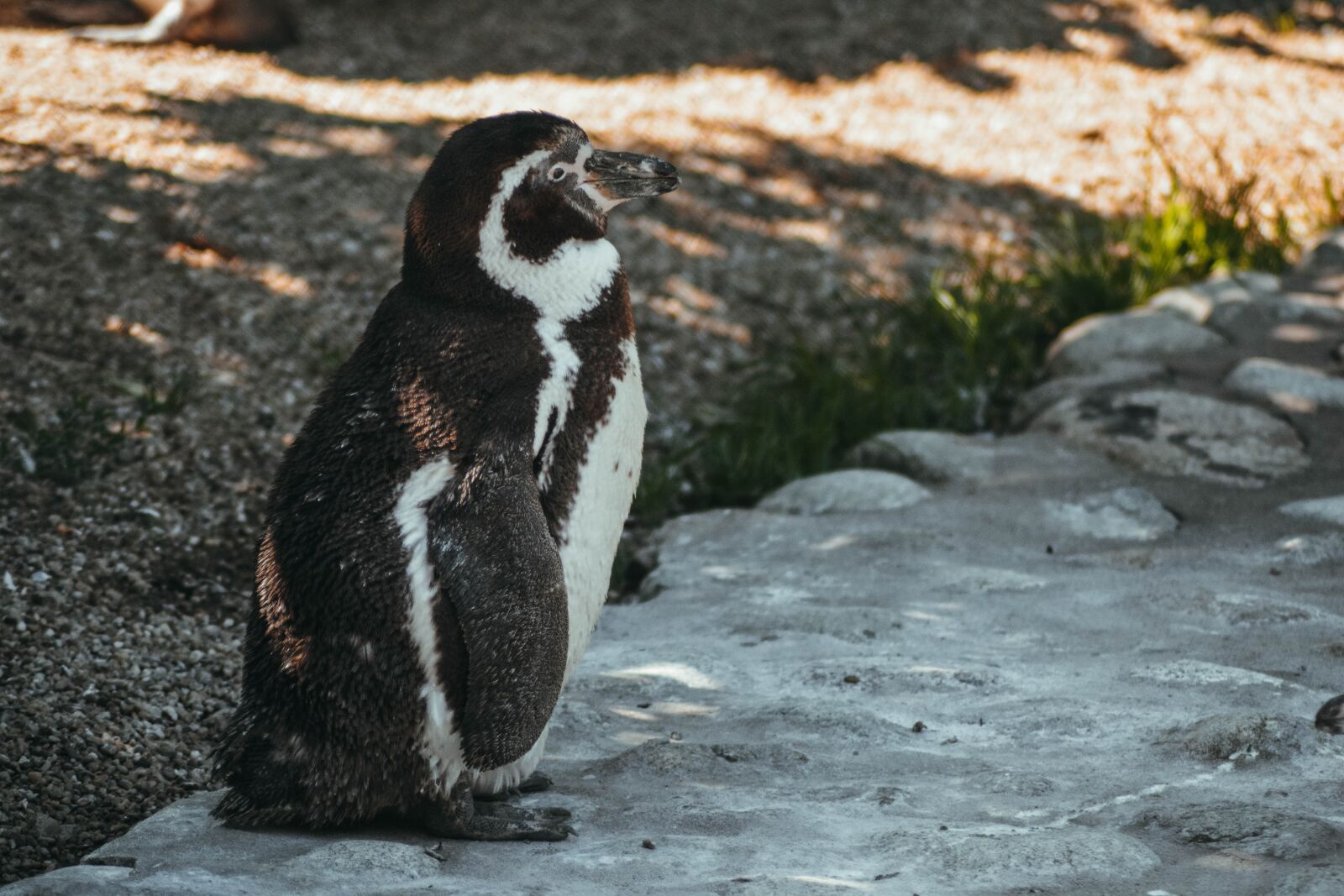Nikon D5200 sample photo. Penguin, animal, bird photography