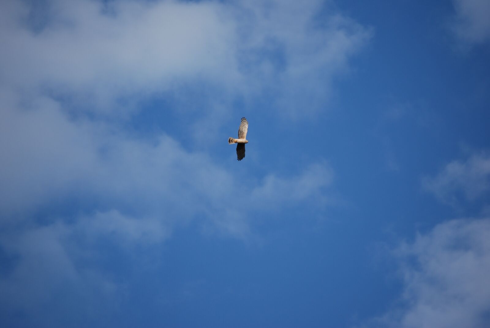 Nikon D60 sample photo. Bird, flight, nature photography