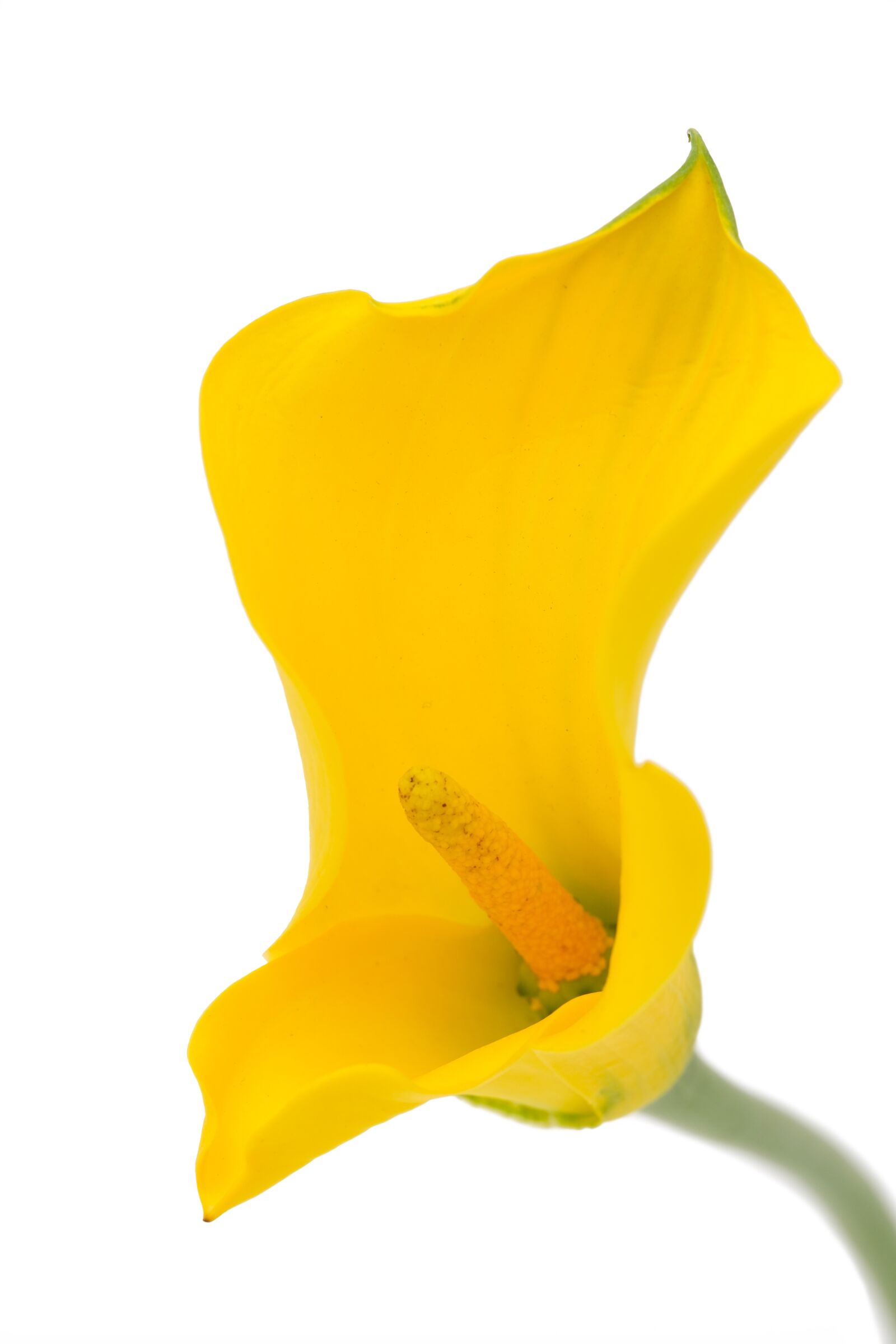 Fujifilm X-T2 + Fujifilm XF 80mm F2.8 R LM OIS WR Macro sample photo. Calla, dragons wurz, calla photography
