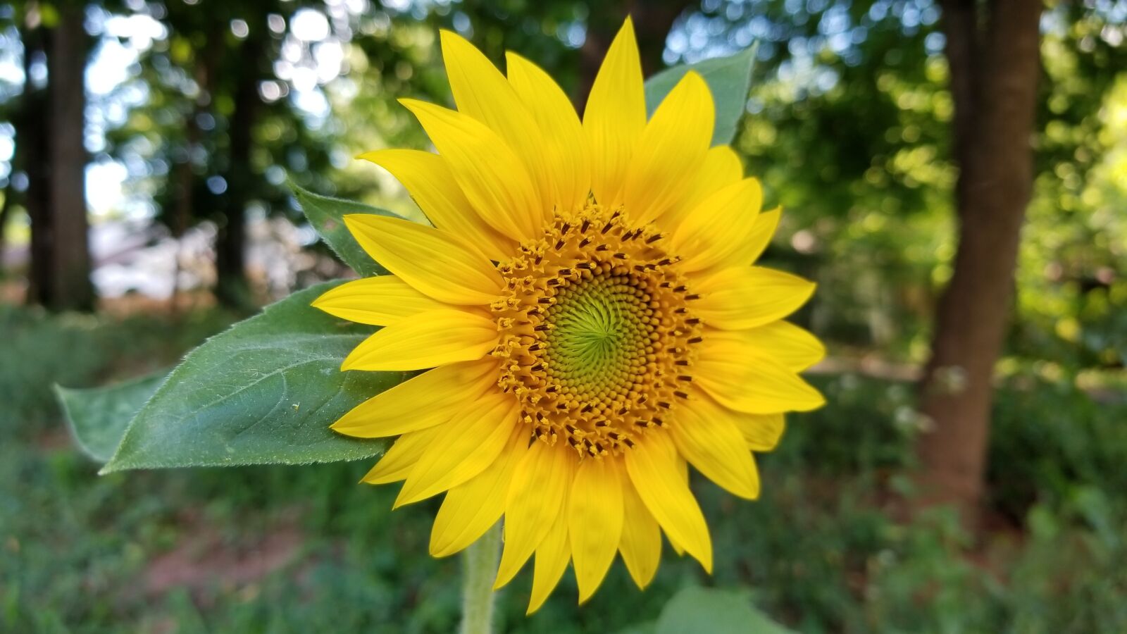 Samsung Galaxy S8 sample photo. Flower, sunflower, green photography