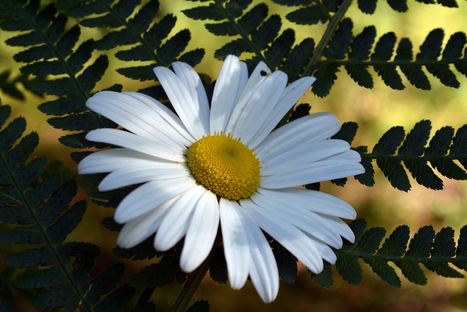 Nikon D3400 sample photo. Flower, spring, nature photography