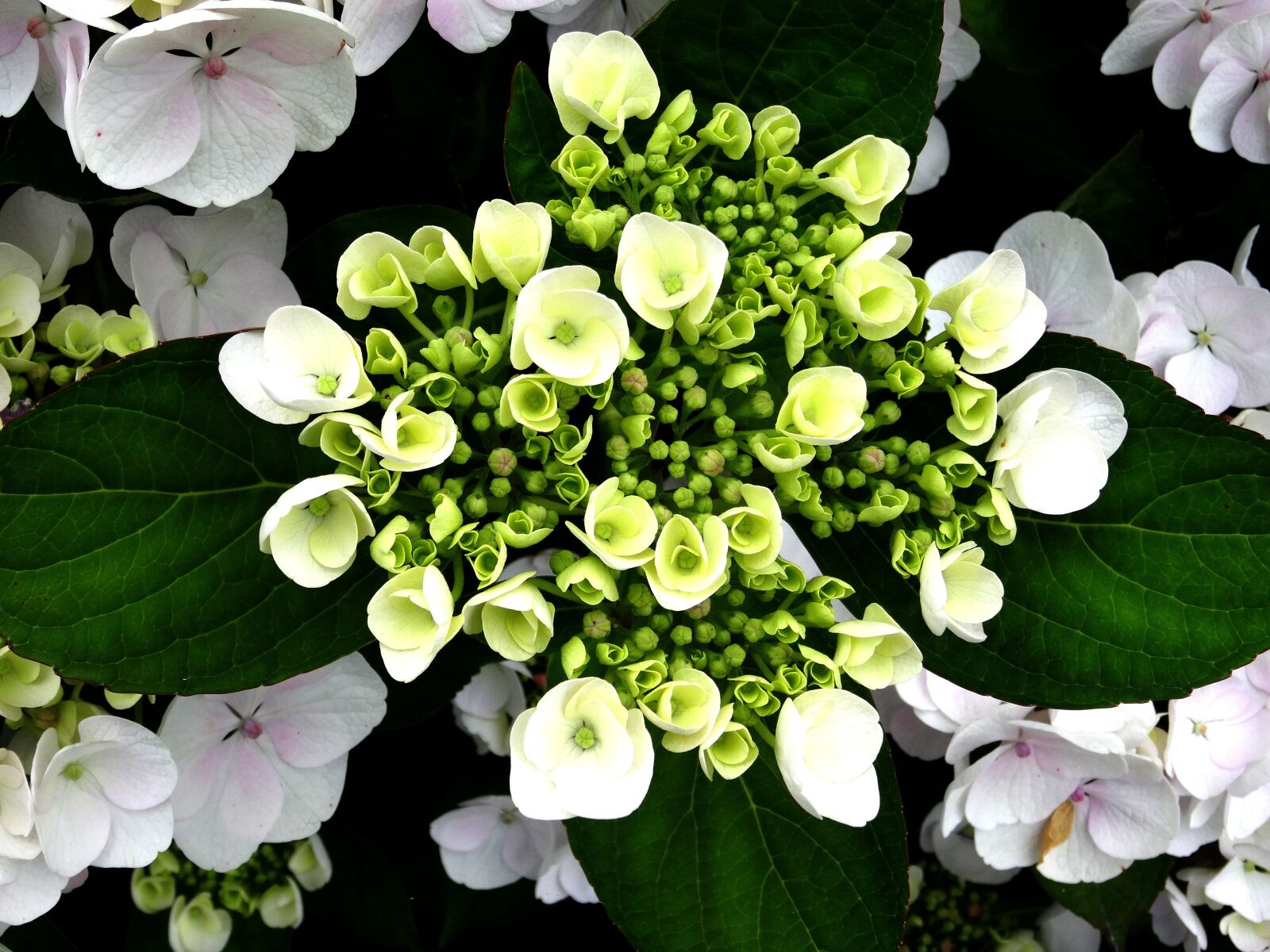 Sony Cyber-shot DSC-HX50V sample photo. Blossom, bloom, hydrangea photography
