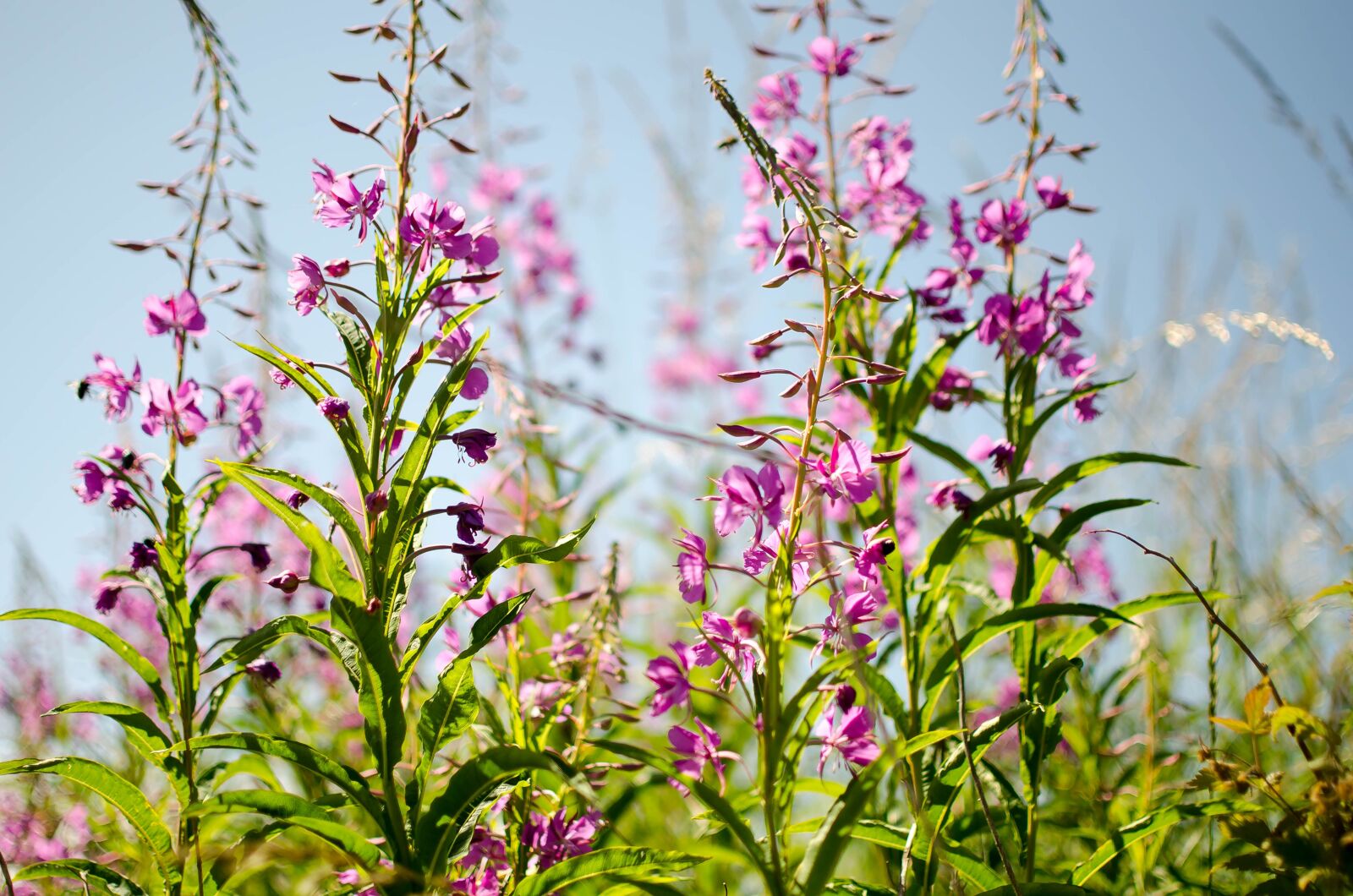 Nikon D5100 sample photo. Chamaenerion angustifolium, flower, nature photography