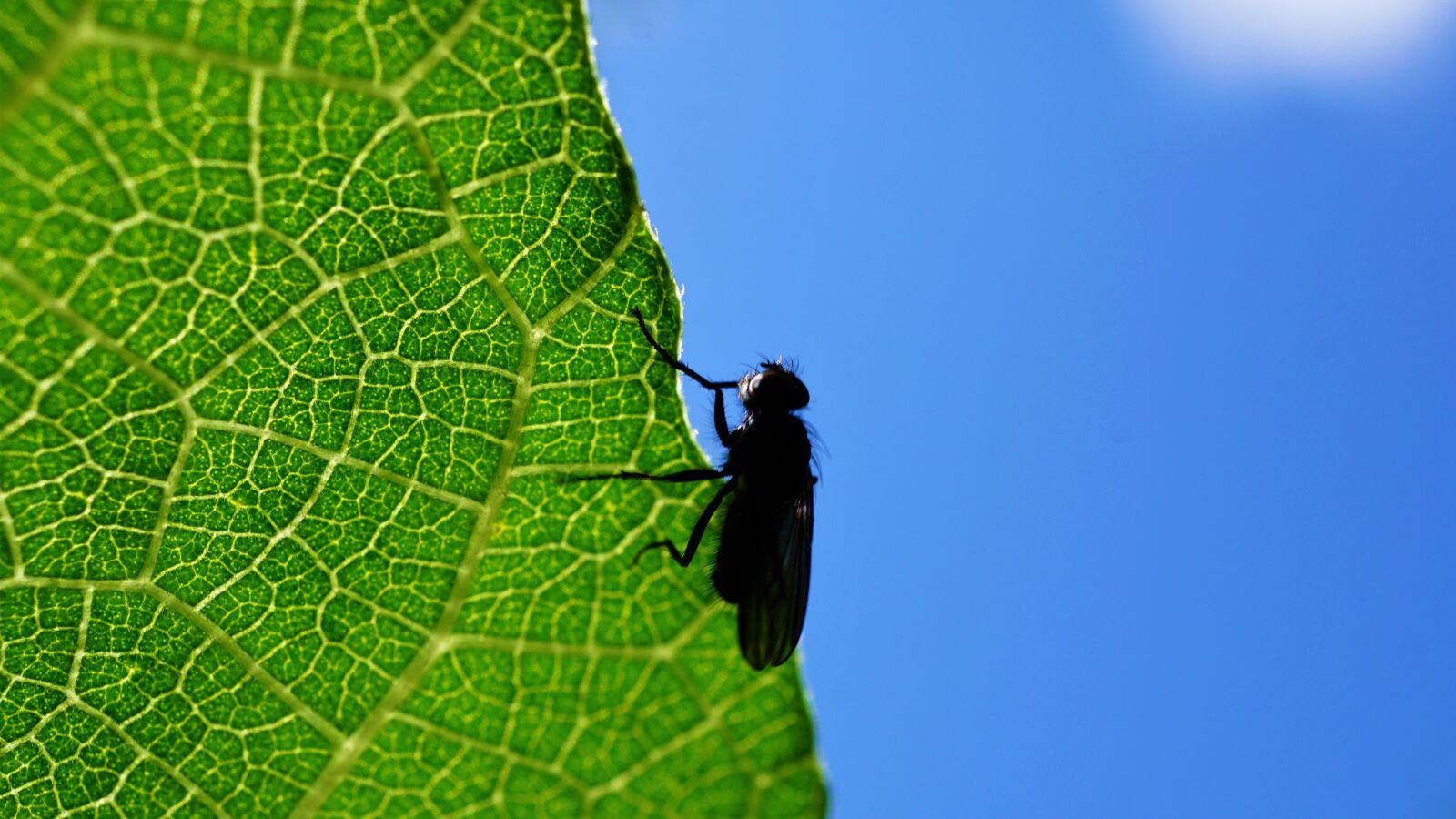 Sony E 30mm F3.5 Macro sample photo. Fly, insect, leaf photography