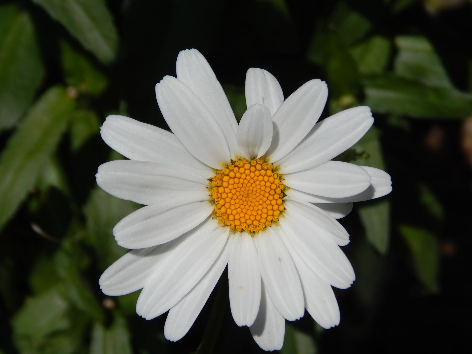 Nikon Coolpix L820 sample photo. Daisy, flower, garden photography