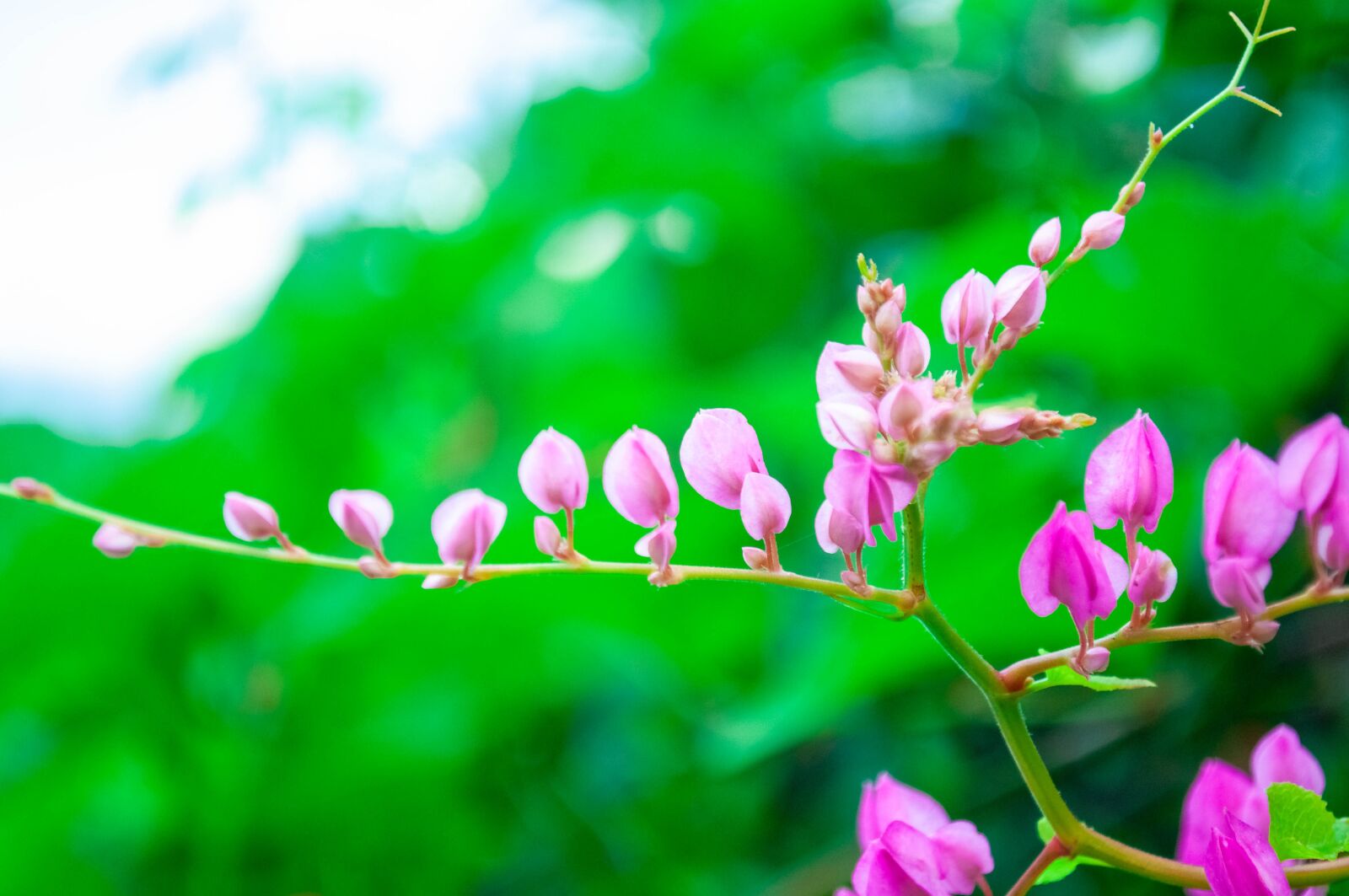 Nikon D5000 sample photo. Flowers, nature, blossom photography