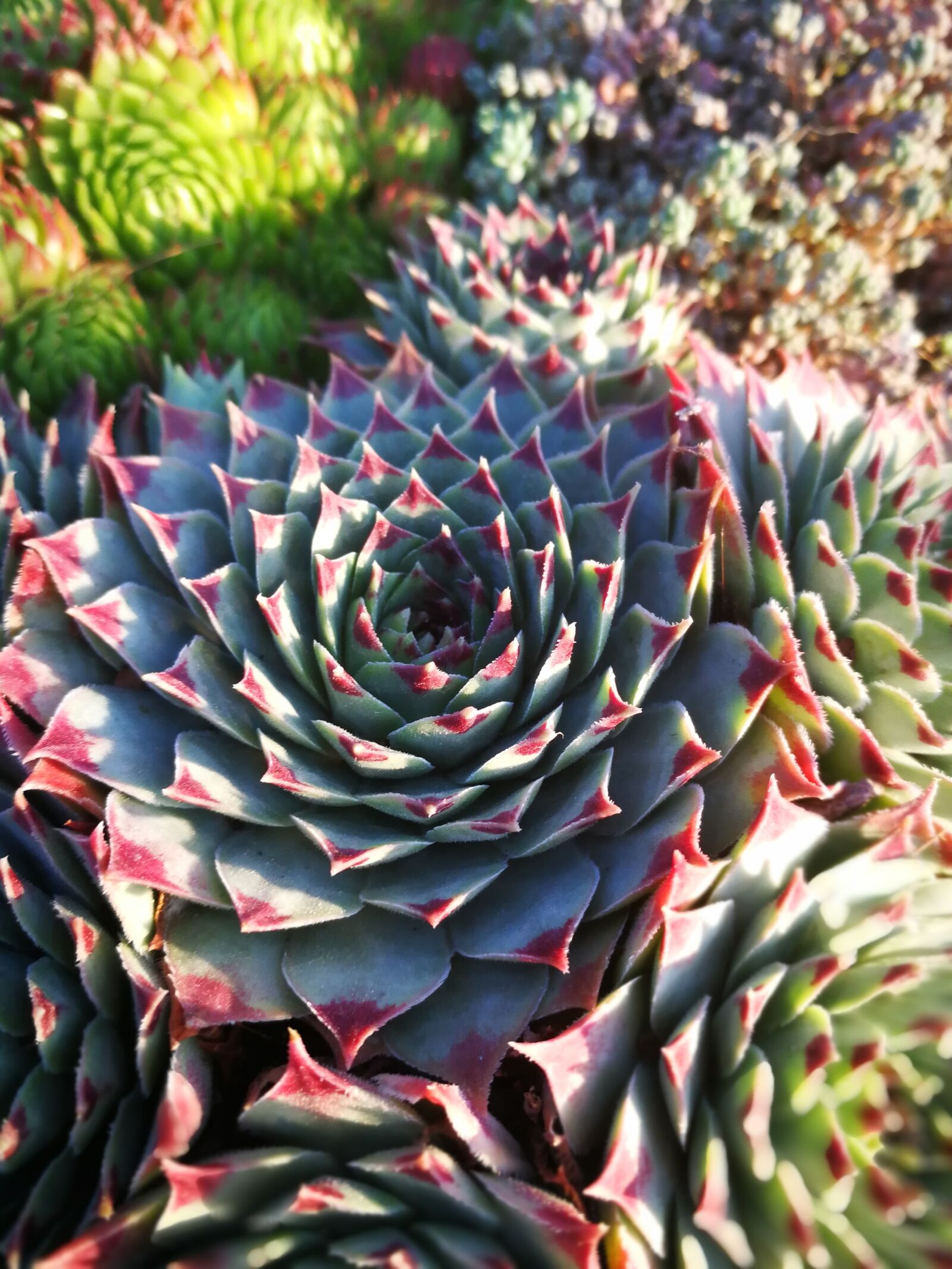 HUAWEI P10 sample photo. Cactus, plant, plants photography