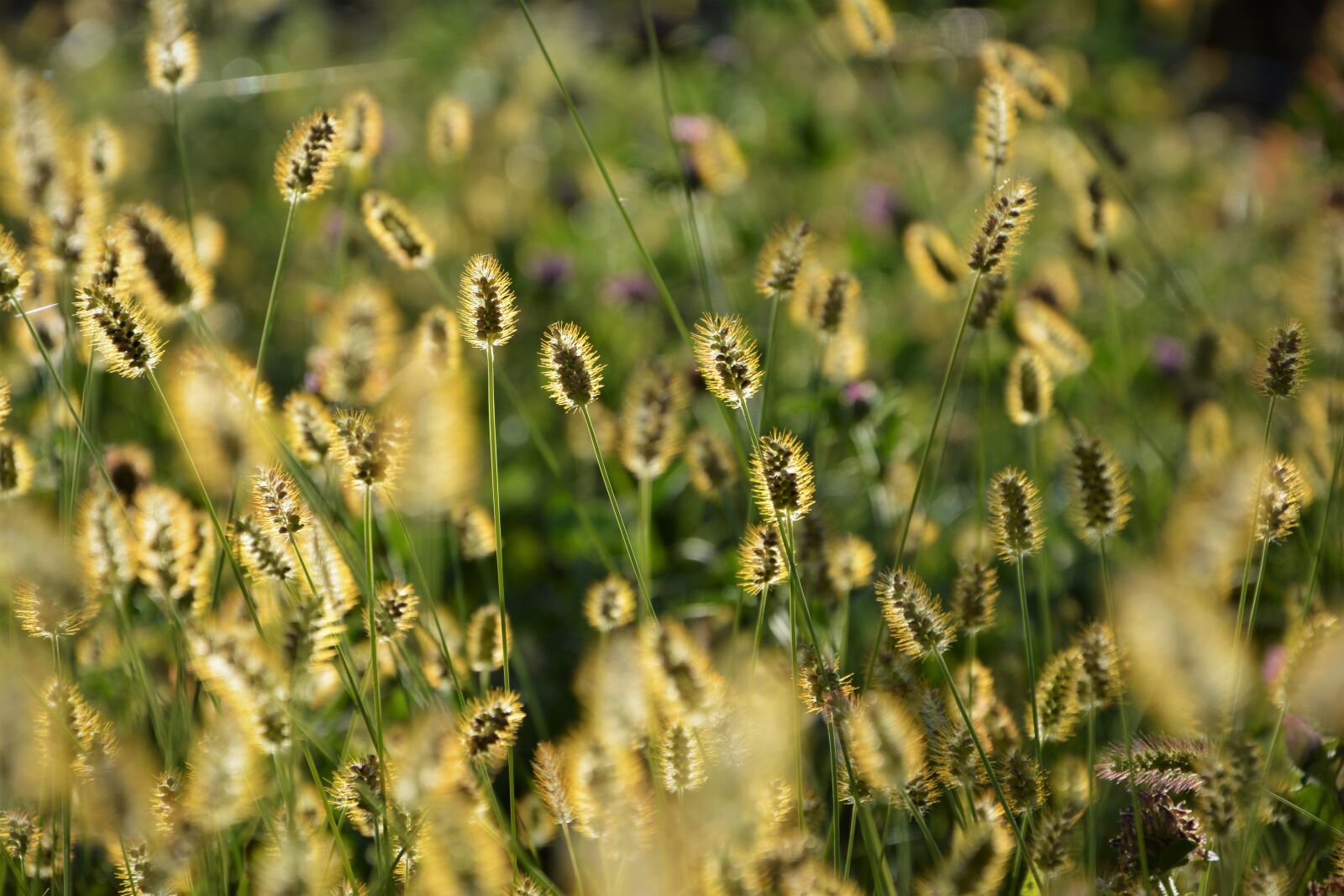 Nikon D7100 sample photo. Macro, detail, texture photography