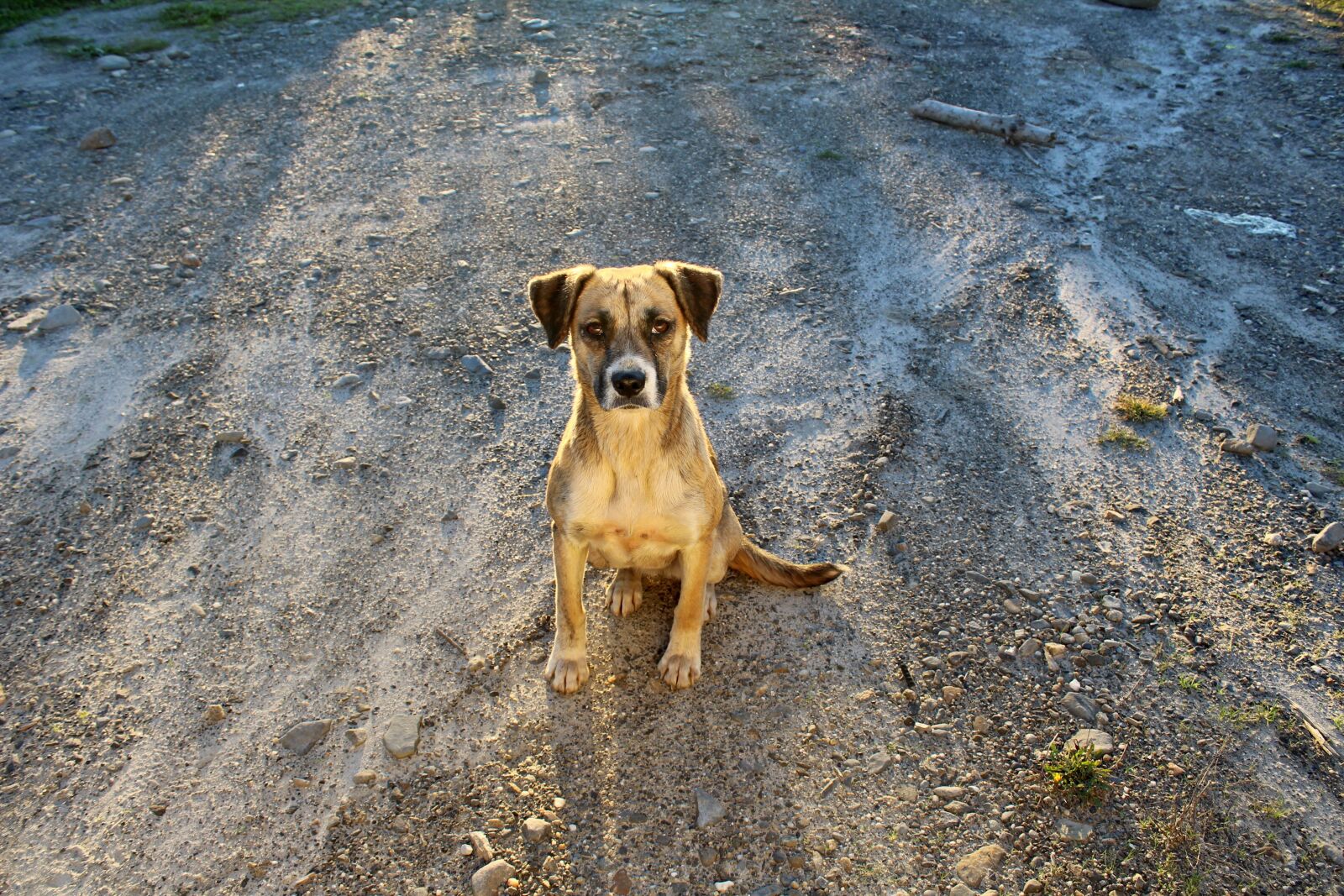 Canon EOS 1200D (EOS Rebel T5 / EOS Kiss X70 / EOS Hi) sample photo. Adopt, adoption, alone, animal photography