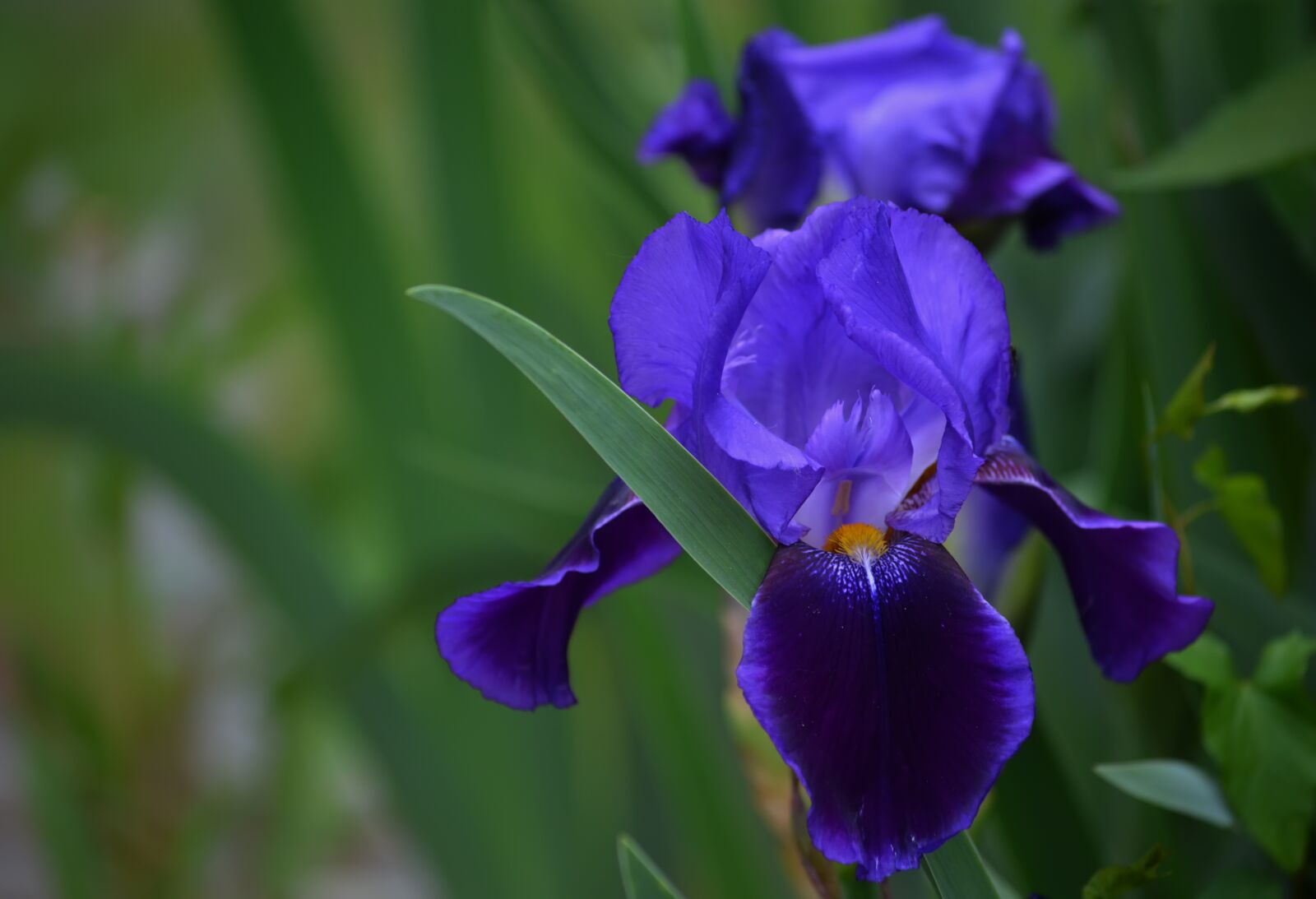 Nikon D5200 sample photo. Iris, blue, garden photography