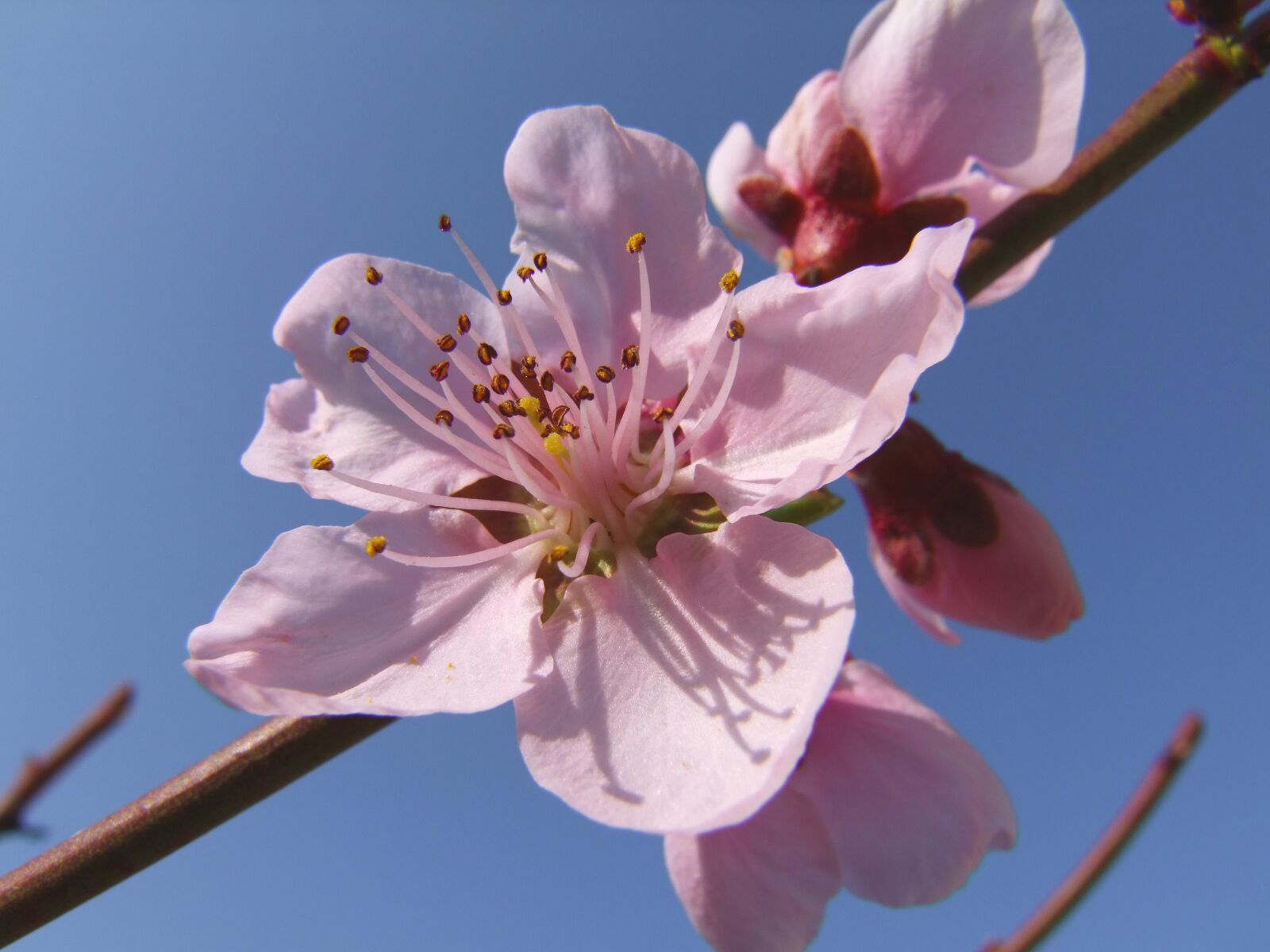 Fujifilm FinePix S100fs sample photo. Peach tree flowering, pink photography