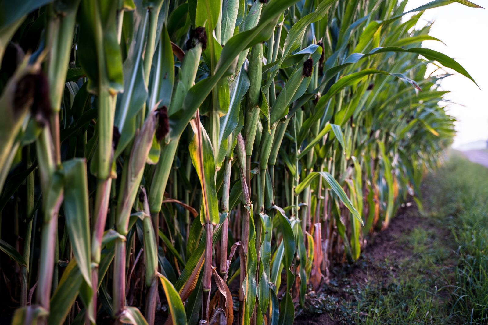 Sony a7 III sample photo. Corn, corn on the photography