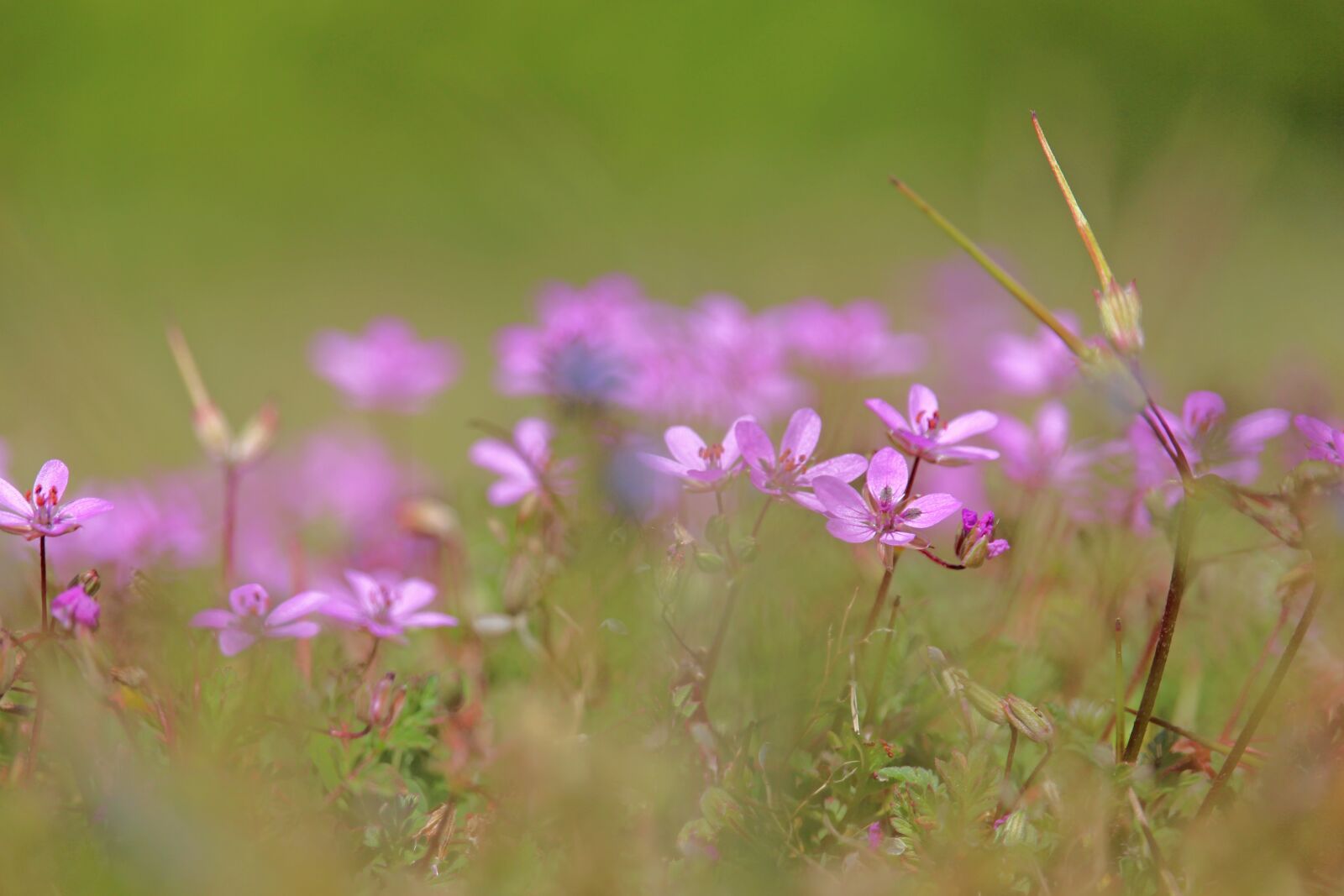 Canon EOS 700D (EOS Rebel T5i / EOS Kiss X7i) sample photo. Meadow, wild flowers, nature photography