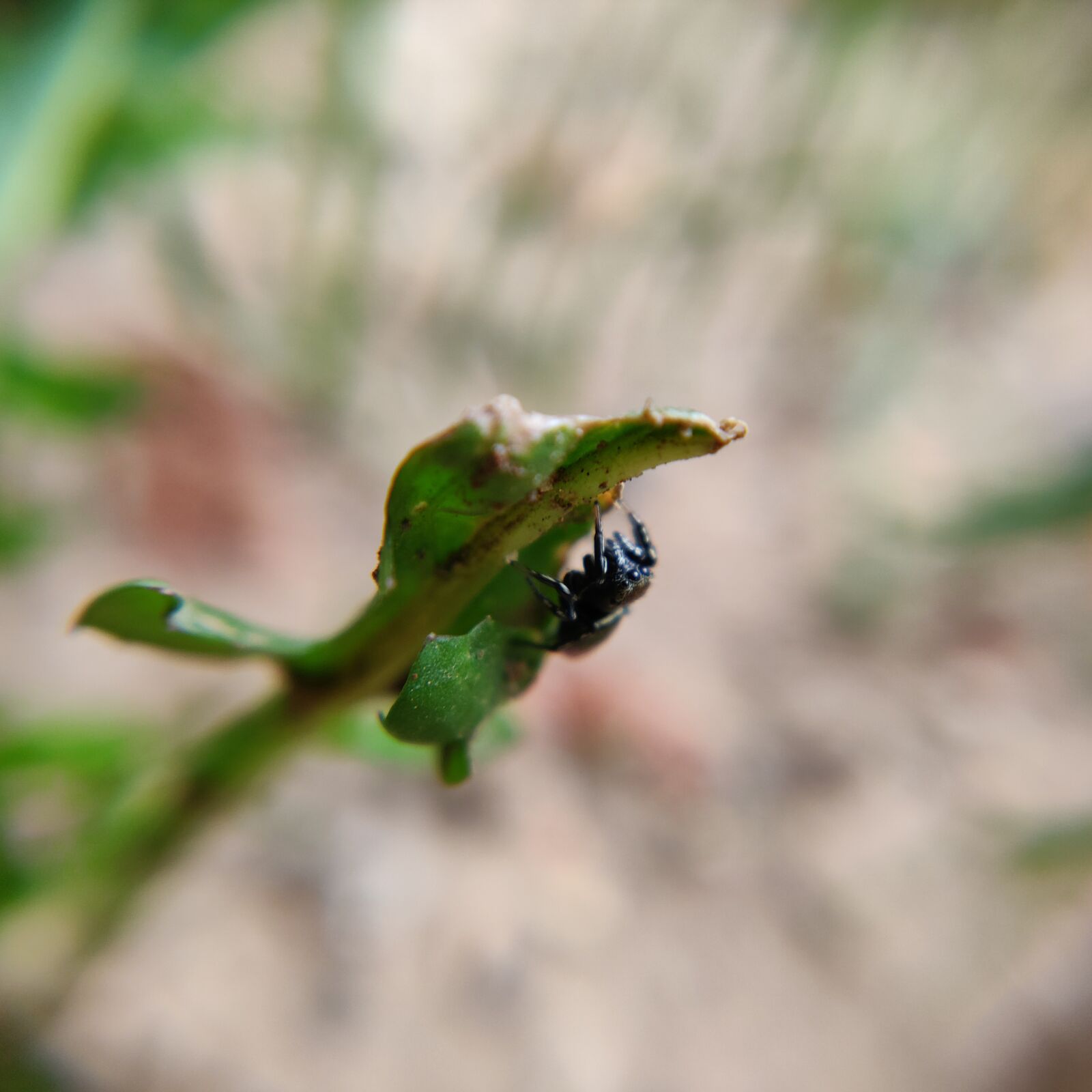 OnePlus 6 sample photo. Araignée, salticidae, spider photography