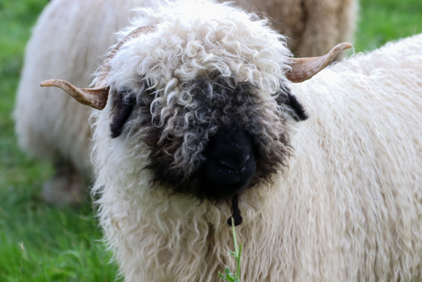 Canon EOS 800D (EOS Rebel T7i / EOS Kiss X9i) sample photo. Sheep, animal, wool photography