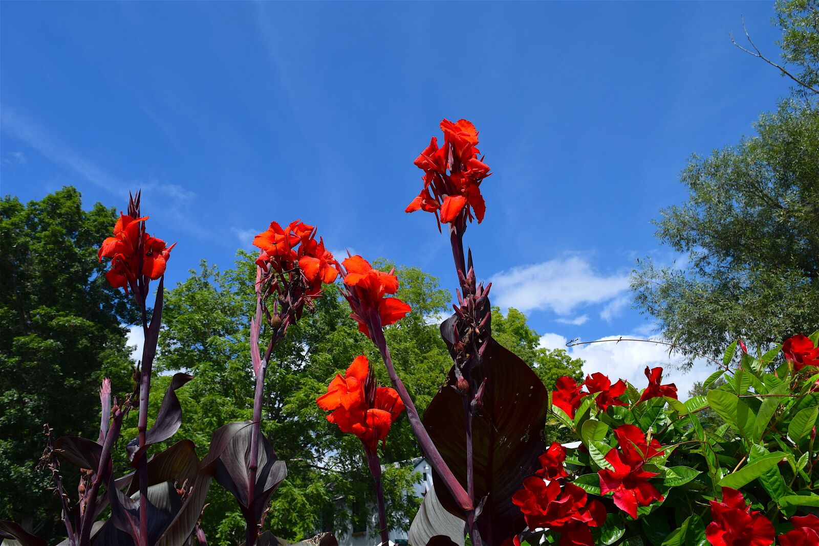 Nikon D3300 sample photo. Flower, red, petals photography