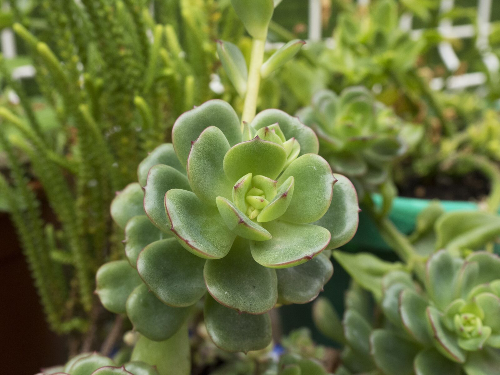 Olympus OM-D E-M10 II sample photo. Nature, plant, garden photography