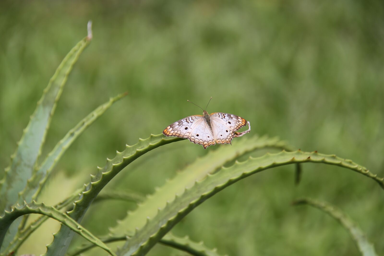Canon EOS 7D sample photo. Butterfly, botanical garden, nature photography