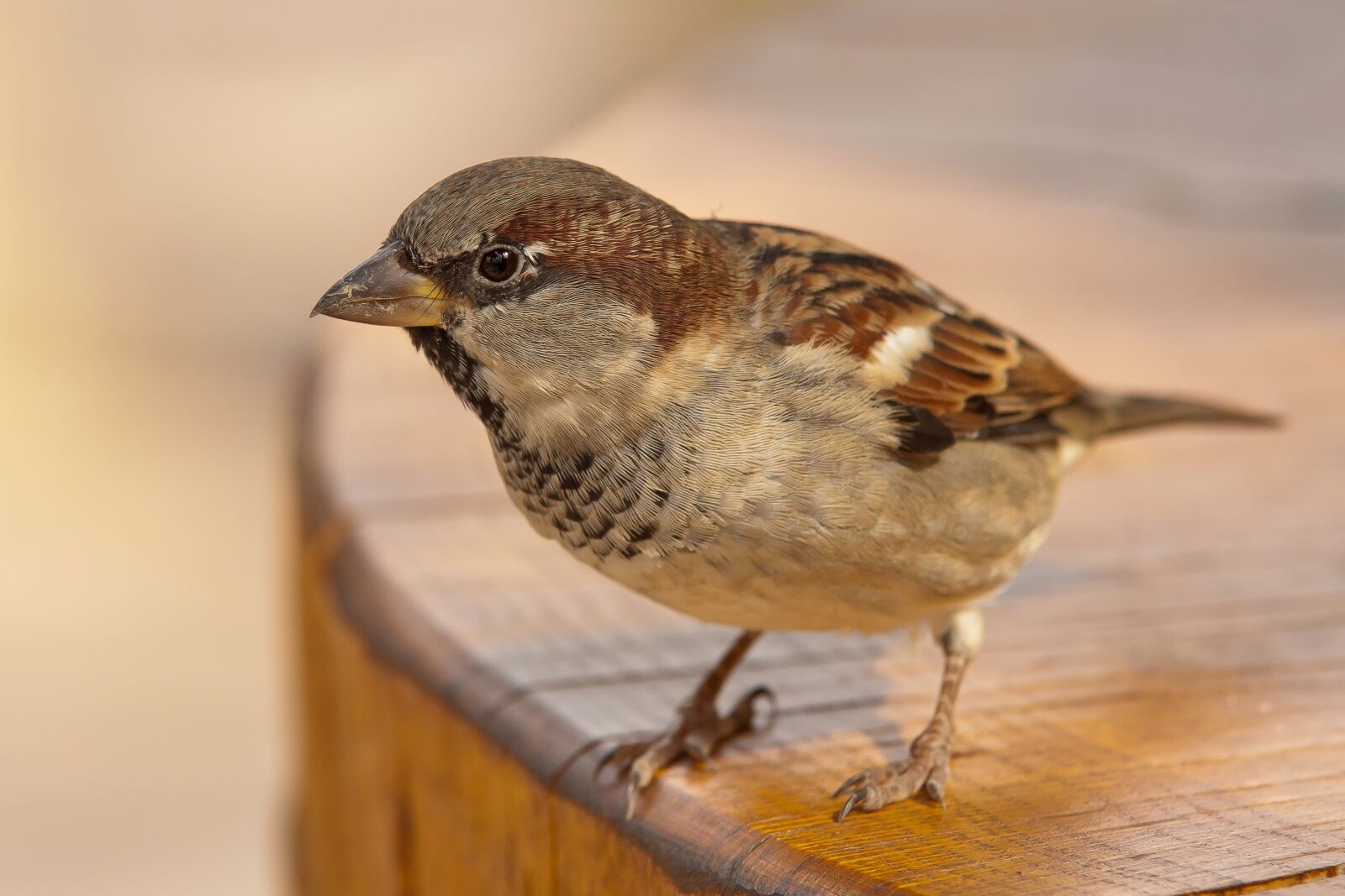 Canon EOS 50D sample photo. Sparrow, sperling, bird photography
