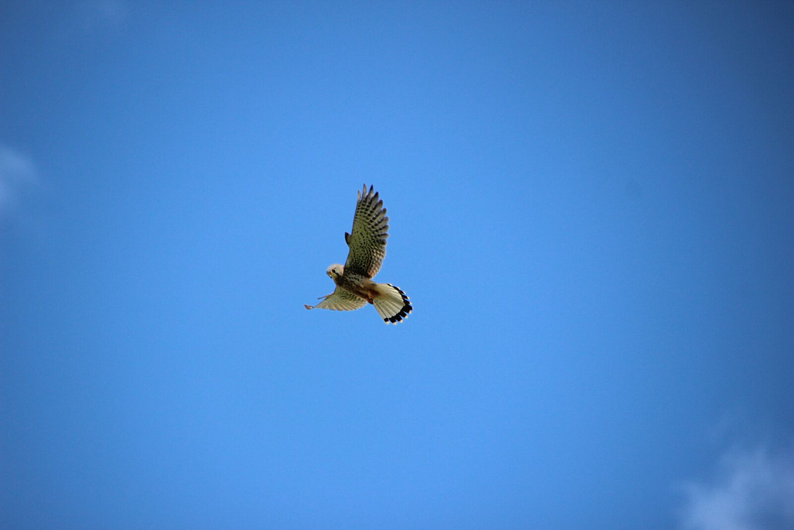 Canon EOS 600D (Rebel EOS T3i / EOS Kiss X5) sample photo. Valk, flight, bird photography