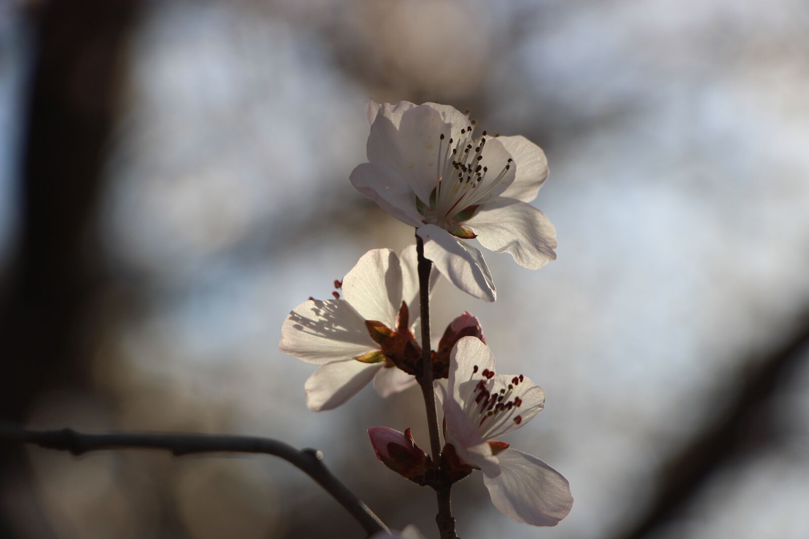 Canon EF-S 18-135mm F3.5-5.6 IS STM sample photo. Flower, blossom, spring photography