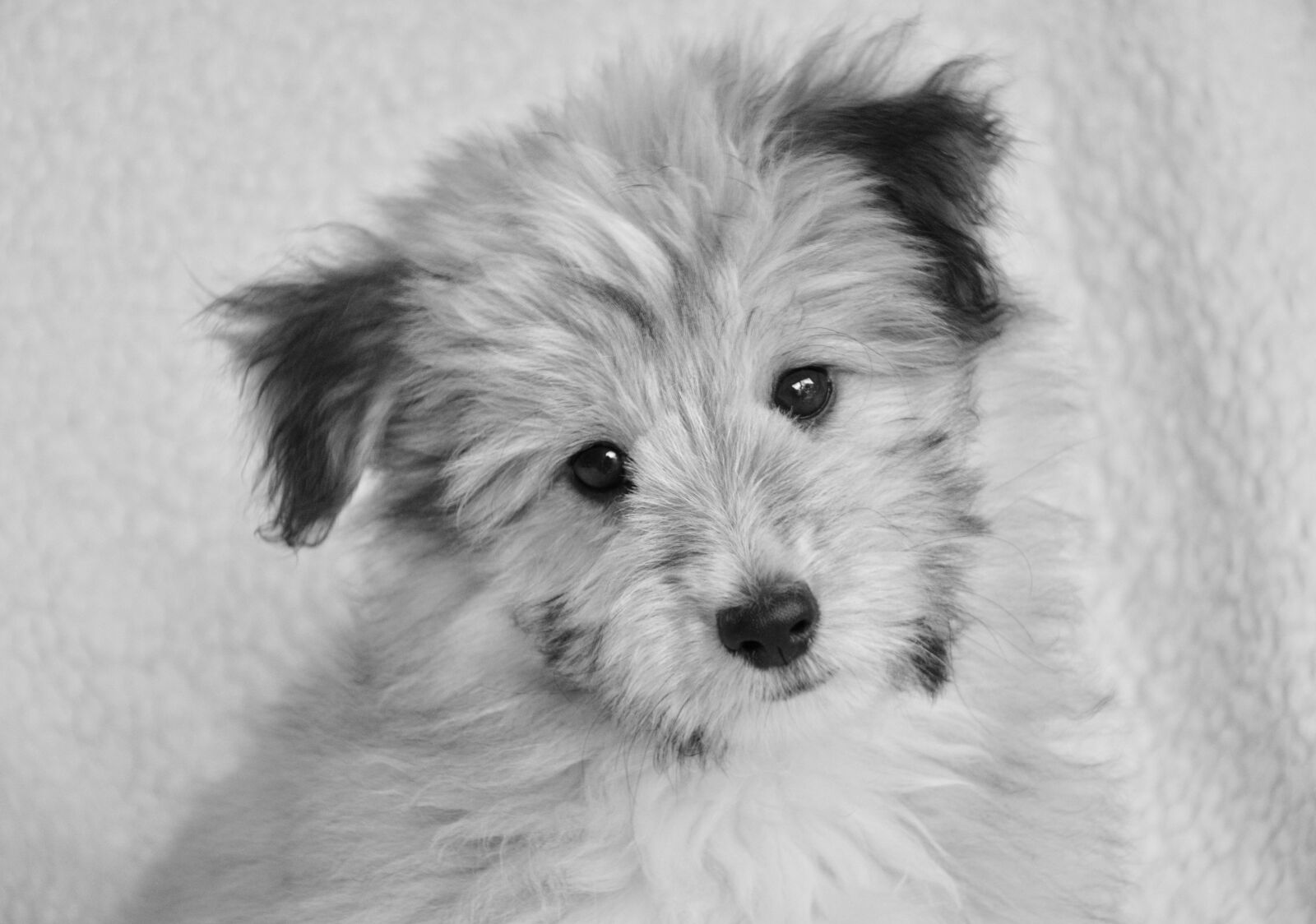 Nikon D5200 sample photo. Dog, puppy, small dog photography