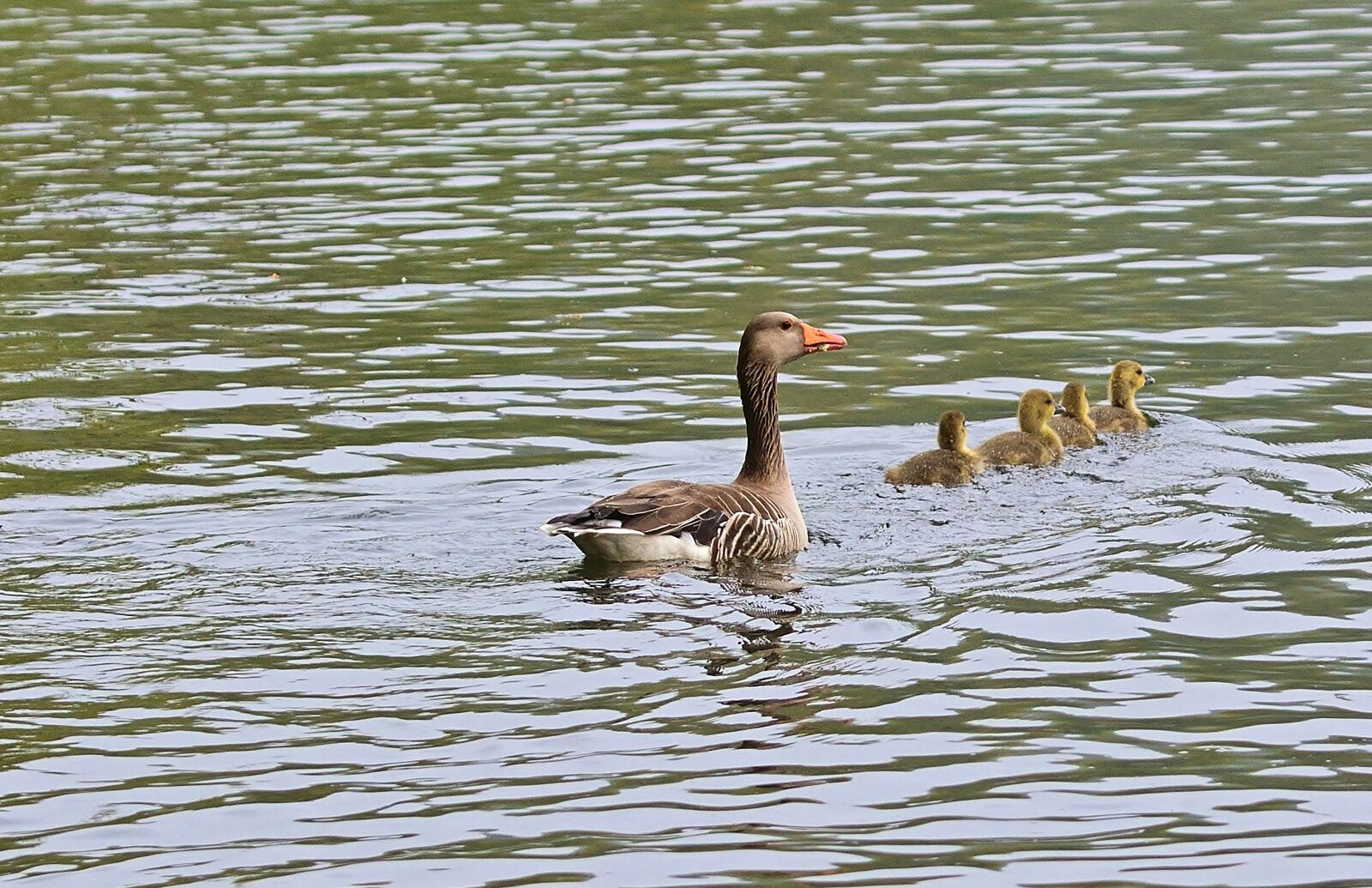 Nikon D5200 sample photo. Nature, park lake, canada photography