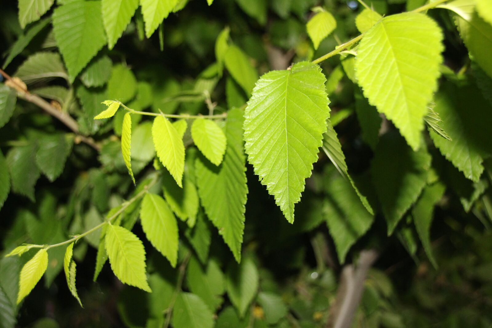 Canon EOS 700D (EOS Rebel T5i / EOS Kiss X7i) sample photo. Green, background, eye photography