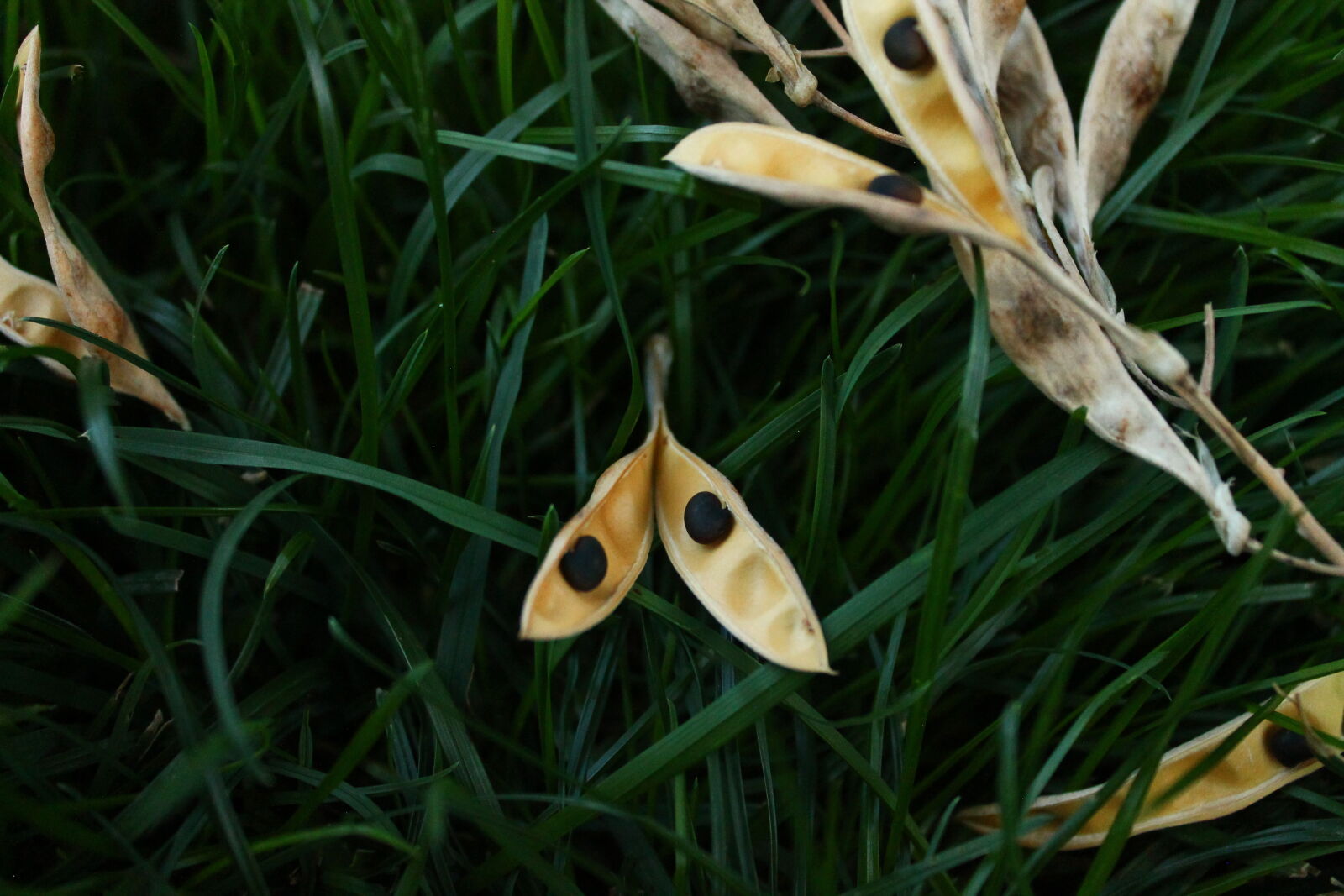 Canon EOS 1100D (EOS Rebel T3 / EOS Kiss X50) sample photo. Grass, seeds photography