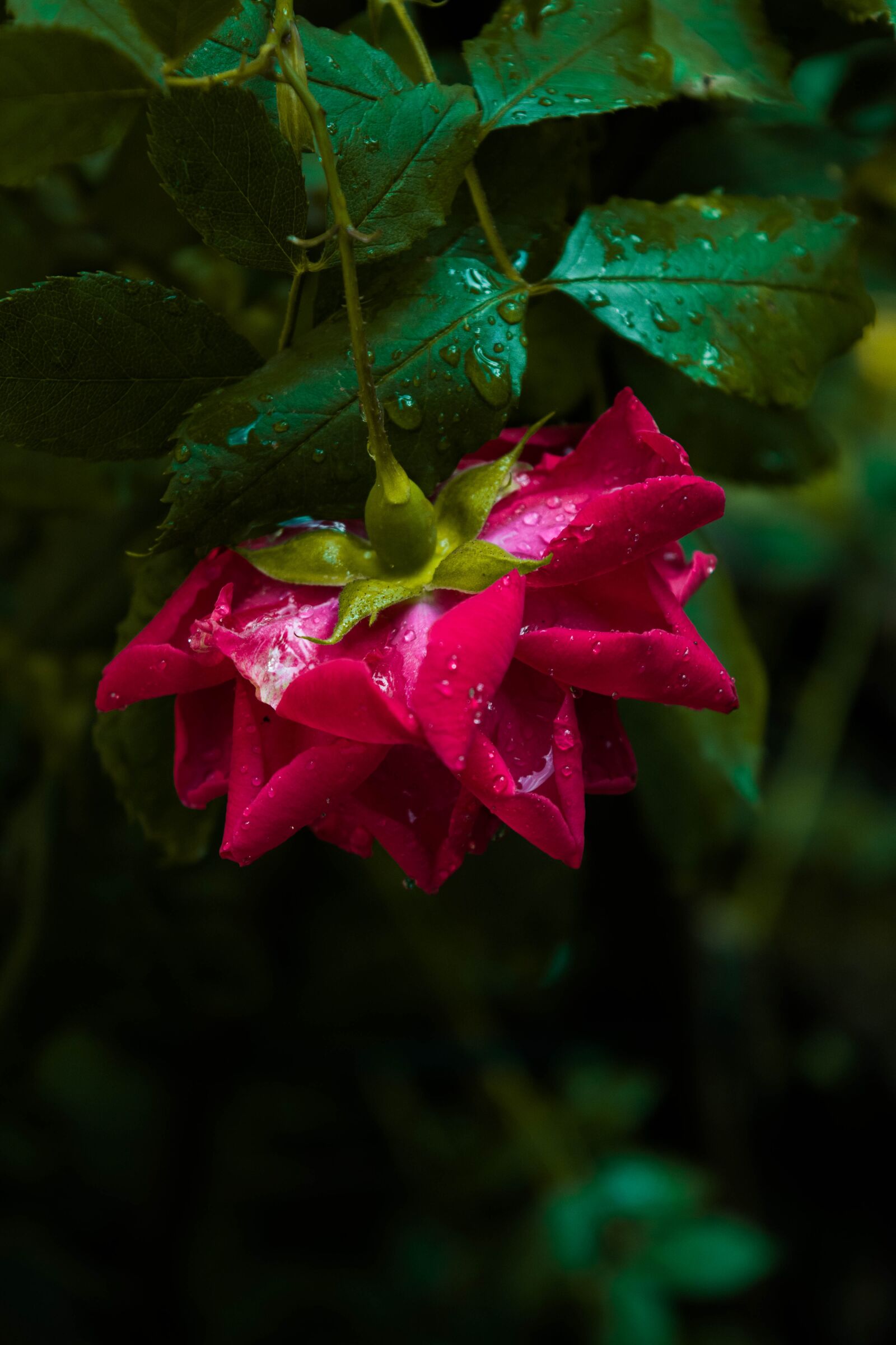 Nikon D5300 sample photo. Ru a, ru ove photography