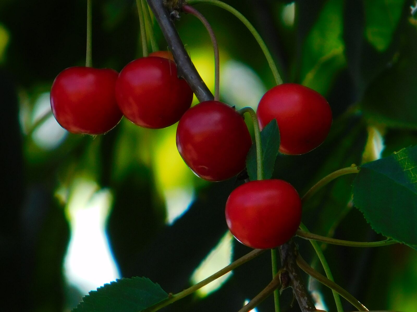 Nikon Coolpix L840 sample photo. Plant, sour cherries, red photography