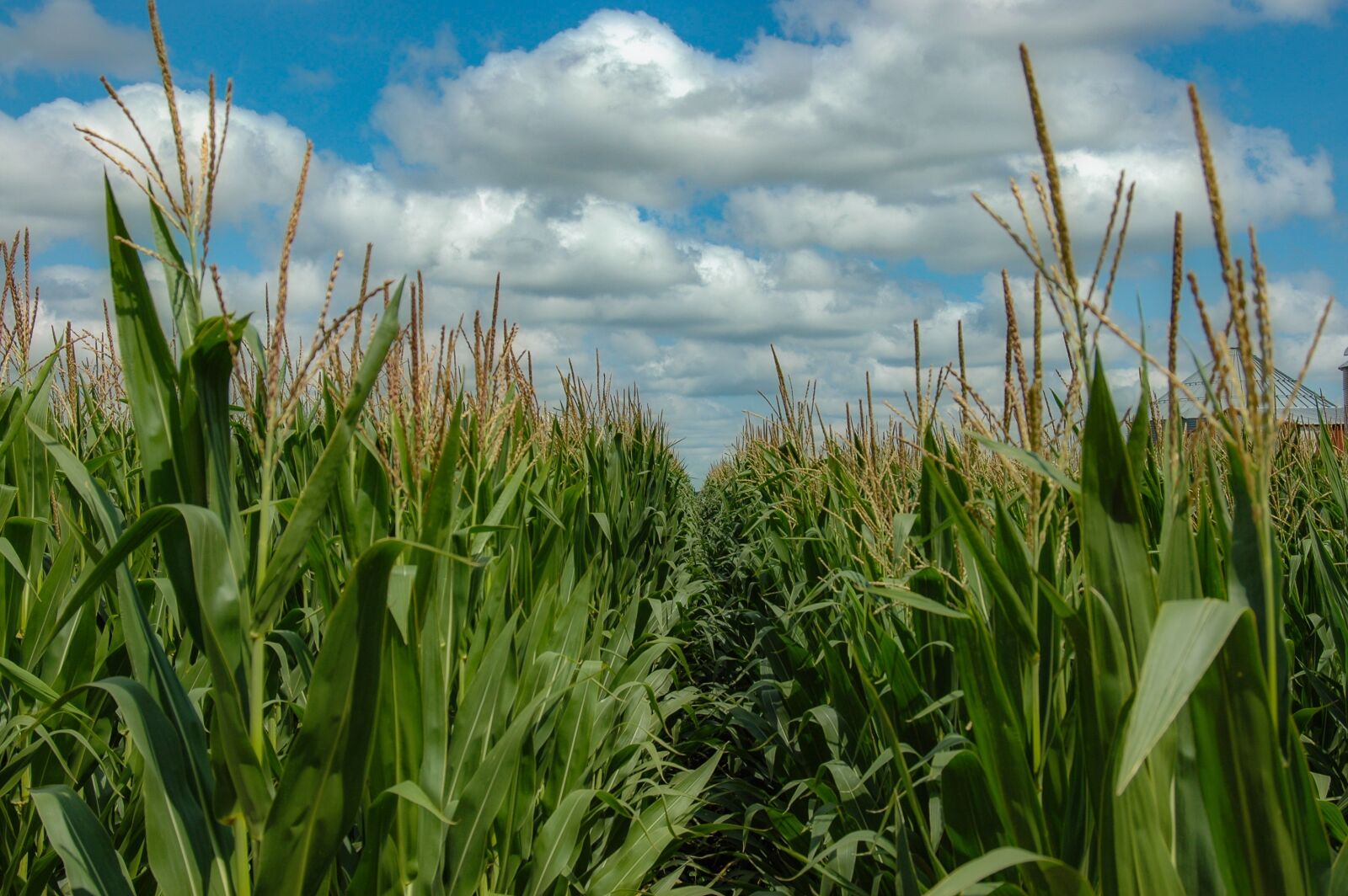 Nikon D70 sample photo. Crop, corn, farm photography