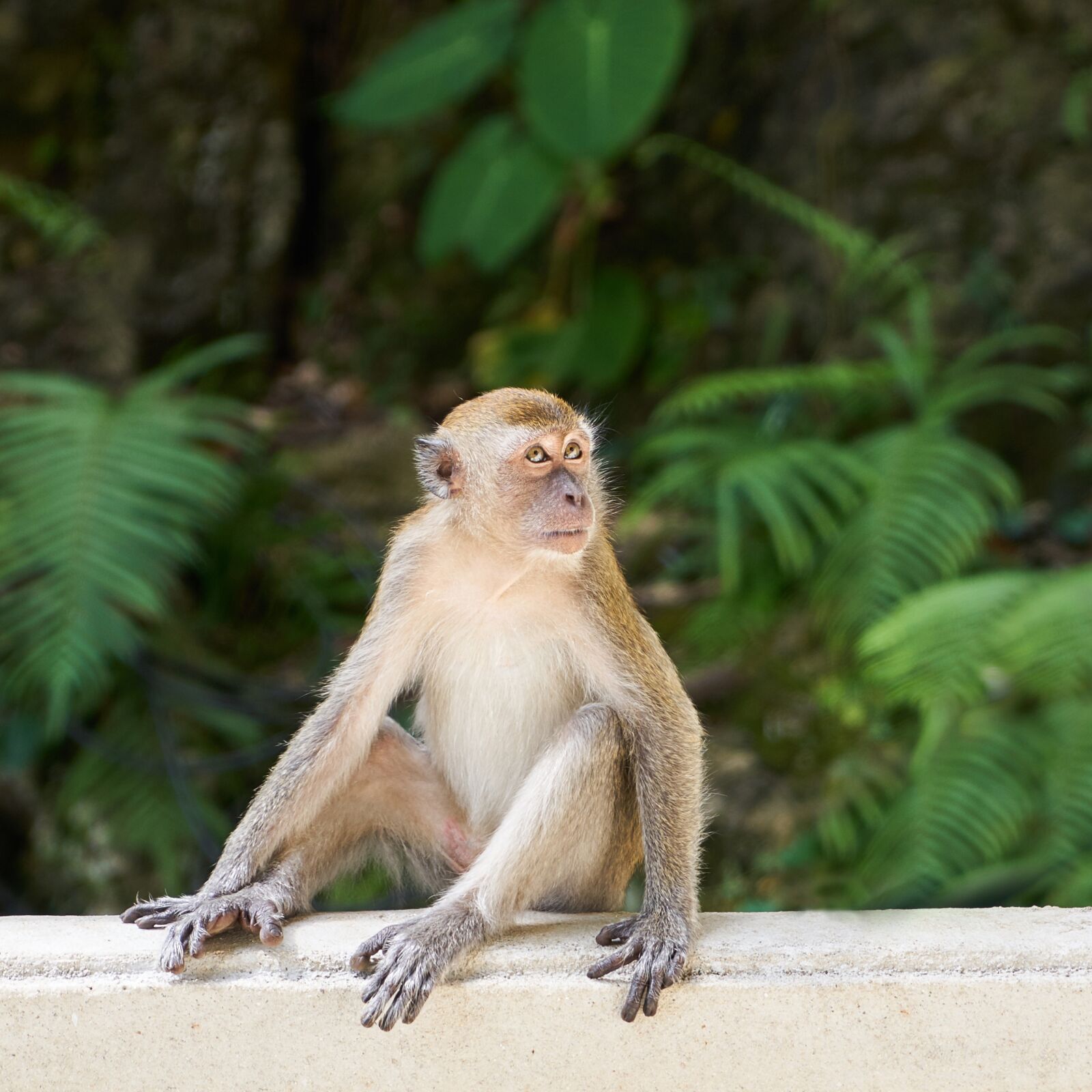 Sony a7R II sample photo. Monkey, animal, asian photography