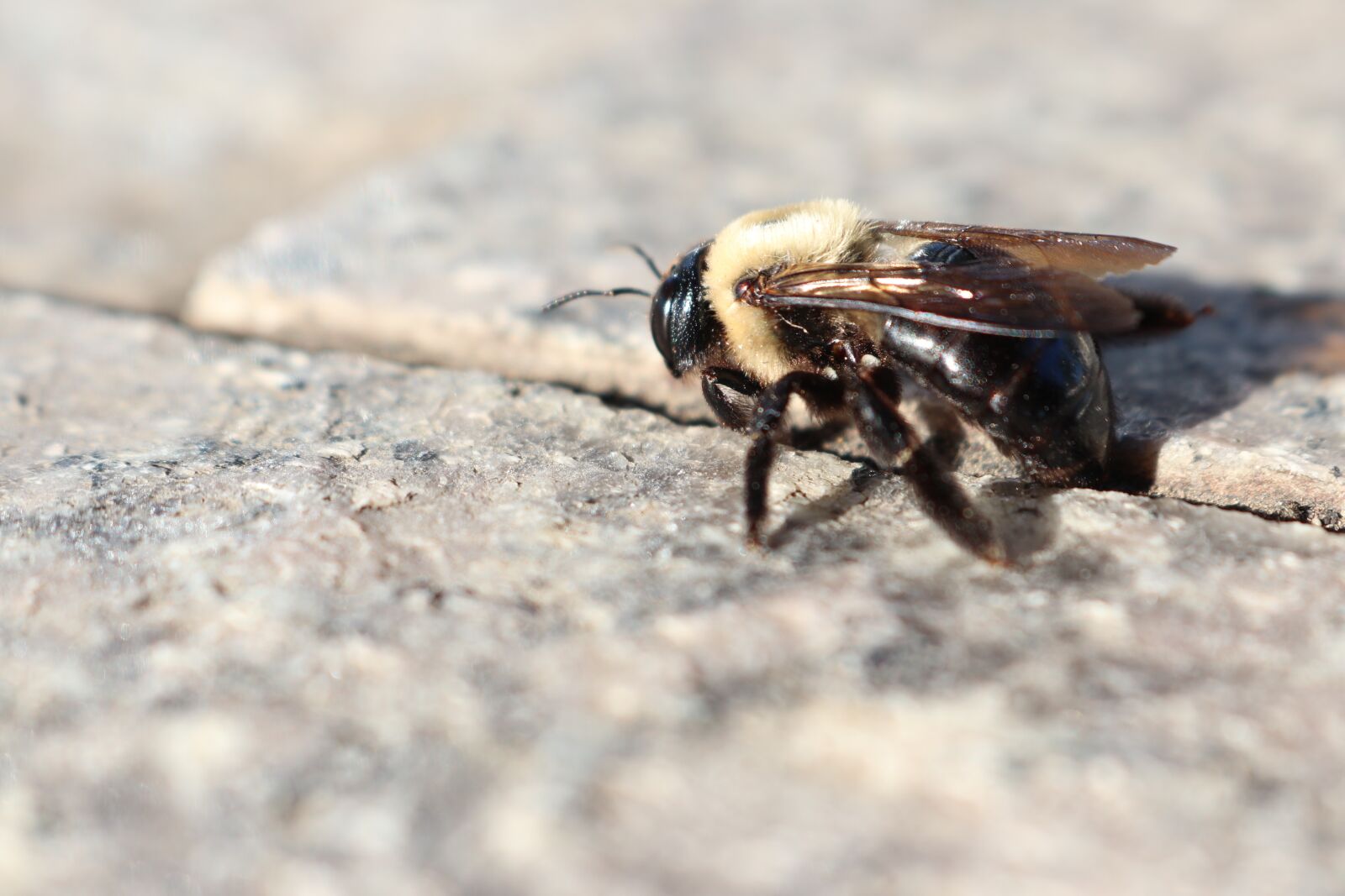 Canon EOS 80D sample photo. Bee, fall, s photography